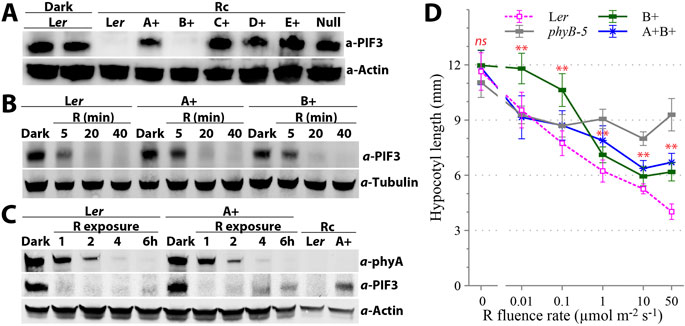 Panels A, B, and C display Western blot analyses showing PIF3 and phyA protein levels with various treatments. Each panel compares dark conditions with different red -light exposures. Panel D is a line graph depicting red-light fluence rate response curves of hypocotyl length for various genotypes. Colors and symbols differentiate the genotypes, with significant differences between A+B+ and B+ seedlings being indicated by asterisks.
