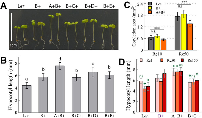 Panel A shows representative seedlings grown under Rc50 light conditions. Panel B is a bar chart of hypocotyl length, with significant differences marked by letters. Panel C is a bar chart of cotyledon area for Rc10- and Rc50-grown seedlings, with significant differences marked with asterisks. Panel D is a bar chart of hypocotyl lengths for Rc1-, Rc50- and Rc150-grown seedlings, with significant differences in comparison to B+ seedlings being marked.
