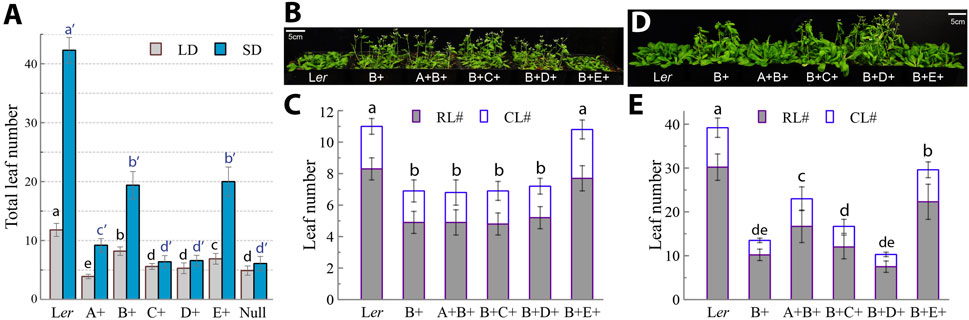 The five-panel figure shows photoperiodic flowering. Panel A: Bar graph of total leaf number of various genotypes grown under LD and SD conditions. Panel B: Image of plants grown under LD conditions. Panel C: Bar graph of rosette leaf number and cauline leaf number of various genotypes grown under LD conditions. Panel D: Image of plants grown under SD conditions. Panel E: Bar graph of rosette leaf number and cauline leaf number of various genotypes grown under SD conditions.