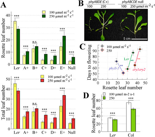 Panel A displays bar graphs comparing rosette and total leaf numbers in various genotypes under two light intensities of SD conditions. Panel B shows representative plants grown under different light intensities, highlighting morphological differences. Panel C illustrates differences in flowering behavior of three genotypes under two light conditions of SD photoperiod. Panel D presents a bar graph comparing rosette leaf numbers of two wild-type accessions, showing significant differences across light intensities.