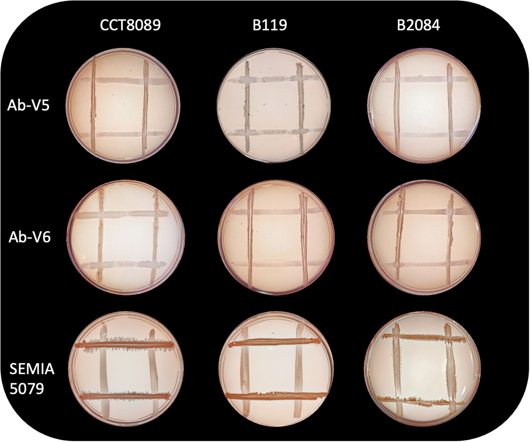 Nine petri dishes are arranged in a 3x3 grid against a black background. Each dish contains a grid of bacteria or cultures. Rows are labeled Ab-V5, Ab-V6, and SEMIA 5079, while columns are labeled CCT8089, B119, and B2084. The SEMIA 5079 row shows more growth compared to the others.