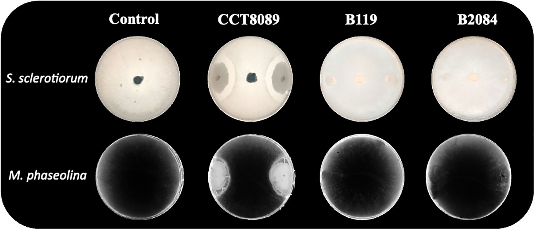Four petri dishes are displayed in two rows. The top row shows S. sclerotiorum samples labeled Control, CCT8089, B119, and B2084, all with varying levels of growth inhibition. The bottom row shows M. phaseolina samples, also labeled Control, CCT8089, B119, and B2084, with visible fungal growth. The background is black, enhancing the contrast of the samples.