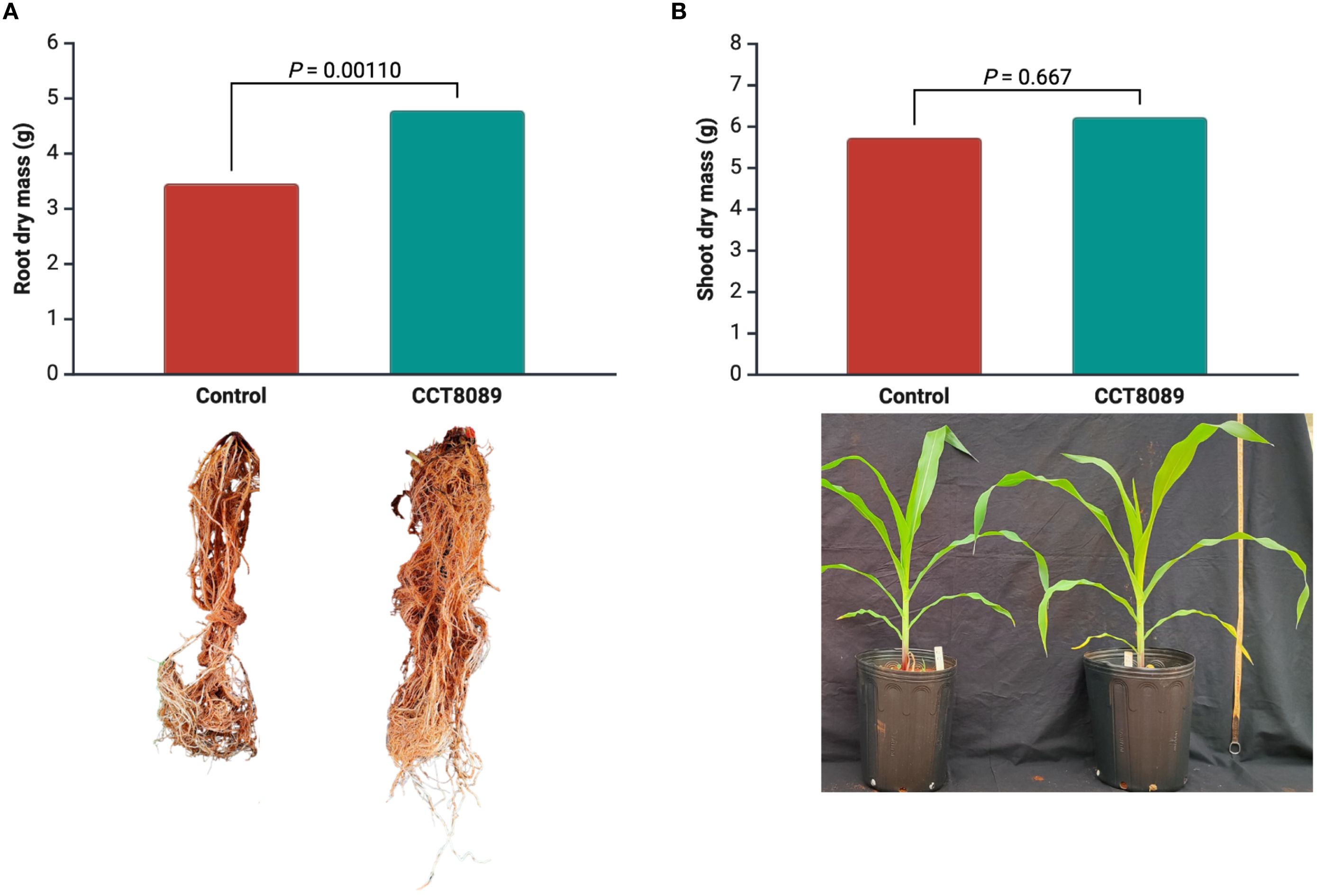 Two panels compare plant dry mass. Panel A shows a bar graph and root images, indicating higher root dry mass in CCT8089 than control with p-value 0.00110. Panel B shows a bar graph and plant images, indicating similar shoot dry mass in both groups with p-value 0.667.