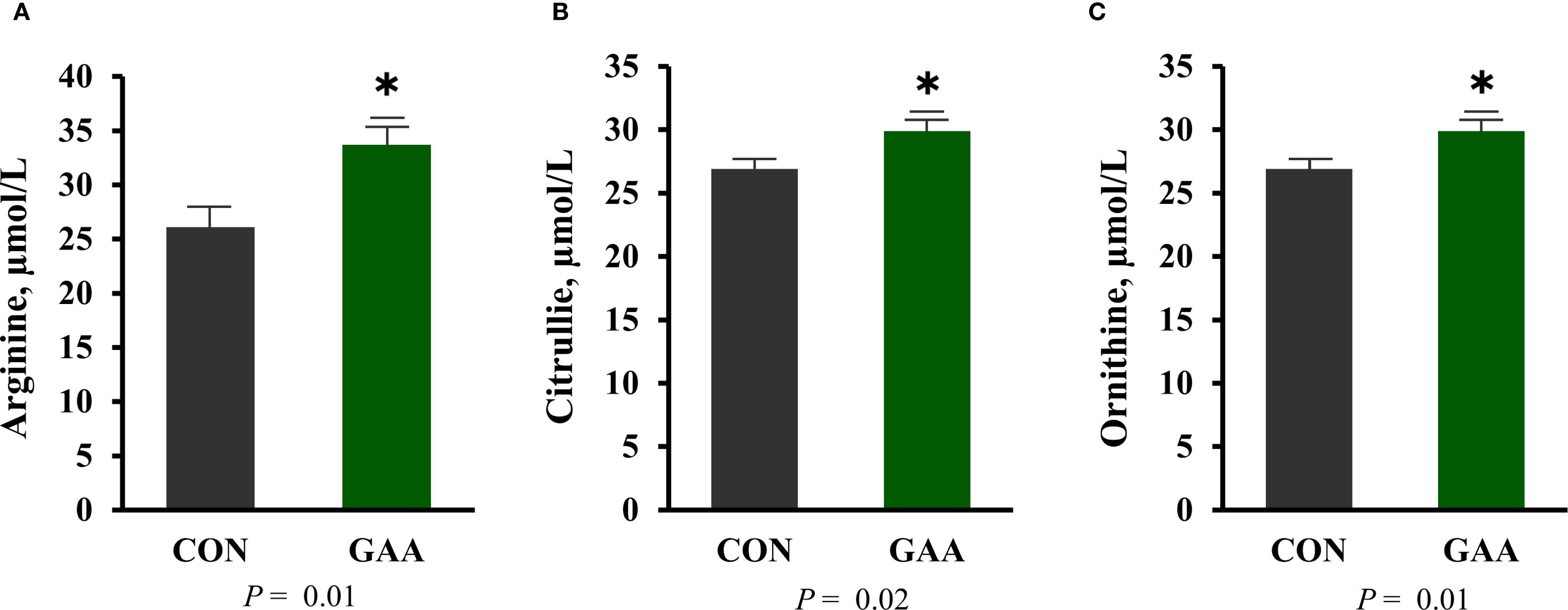 Three bar graphs display the effects of treatments on amino acid levels. Graph A shows arginine levels with control (CON) at approximately 30 micromoles per liter and GAA treatment significantly higher at about 35 micromoles per liter (p equals 0.01). Graph B for citrulline shows CON at around 25 micromoles per liter and GAA significantly higher at about 30 micromoles per liter (p equals 0.02). Graph C for ornithine shows a similar trend. Asterisks indicate significant differences.
