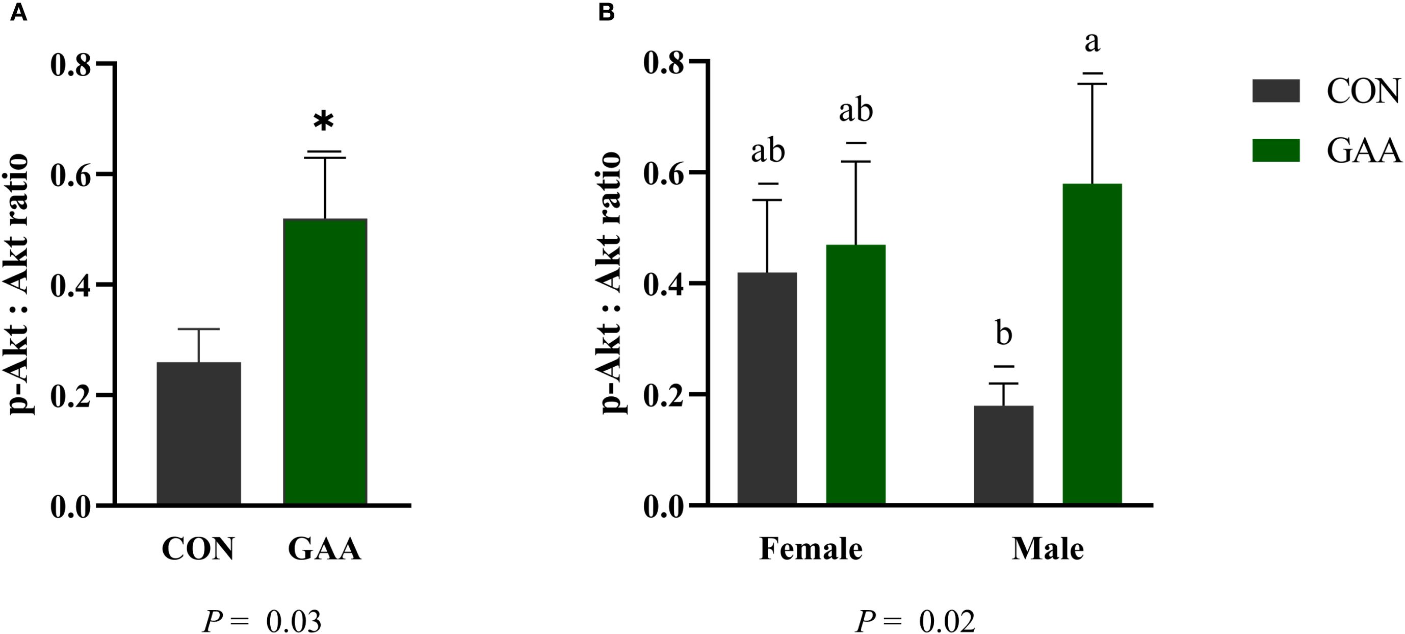 Bar graphs showing p-Akt to Akt ratio comparisons. Panel A: Higher ratio in GAA (green) compared to CON (gray), with a significant difference at P = 0.03. Panel B: Female and male comparisons, with GAA higher in males; significant at P = 0.02.
