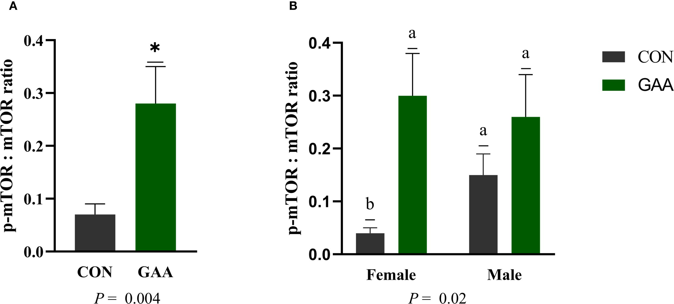 Bar graphs comparing the p-mTOR to mTOR ratio. Graph A shows two bars: CON (gray) with a ratio around 0.1, and GAA (green) with a significantly higher ratio at 0.35, marked by an asterisk indicating significance (p = 0.004). Graph B presents results by gender: females in CON (gray) at 0.05 and GAA (green) at 0.3, while males show CON at 0.15 and GAA at 0.35, with consistent significant differences noted (p = 0.02).