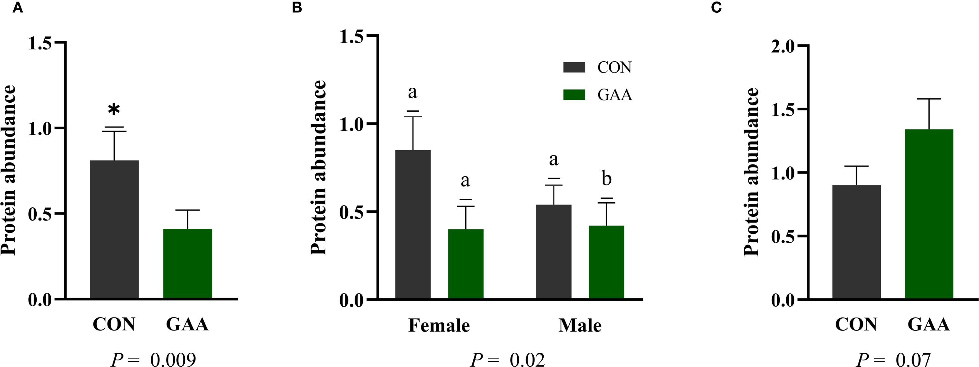 Bar graphs labeled A, B, and C compare protein abundance between conditions CON (gray) and GAA (green). A shows a significant difference (CON > GAA, p = 0.009). B shows data by gender; females have a similar pattern, while males show CON > GAA (p = 0.02). C shows GAA slightly higher than CON (p = 0.07). Error bars are included.
