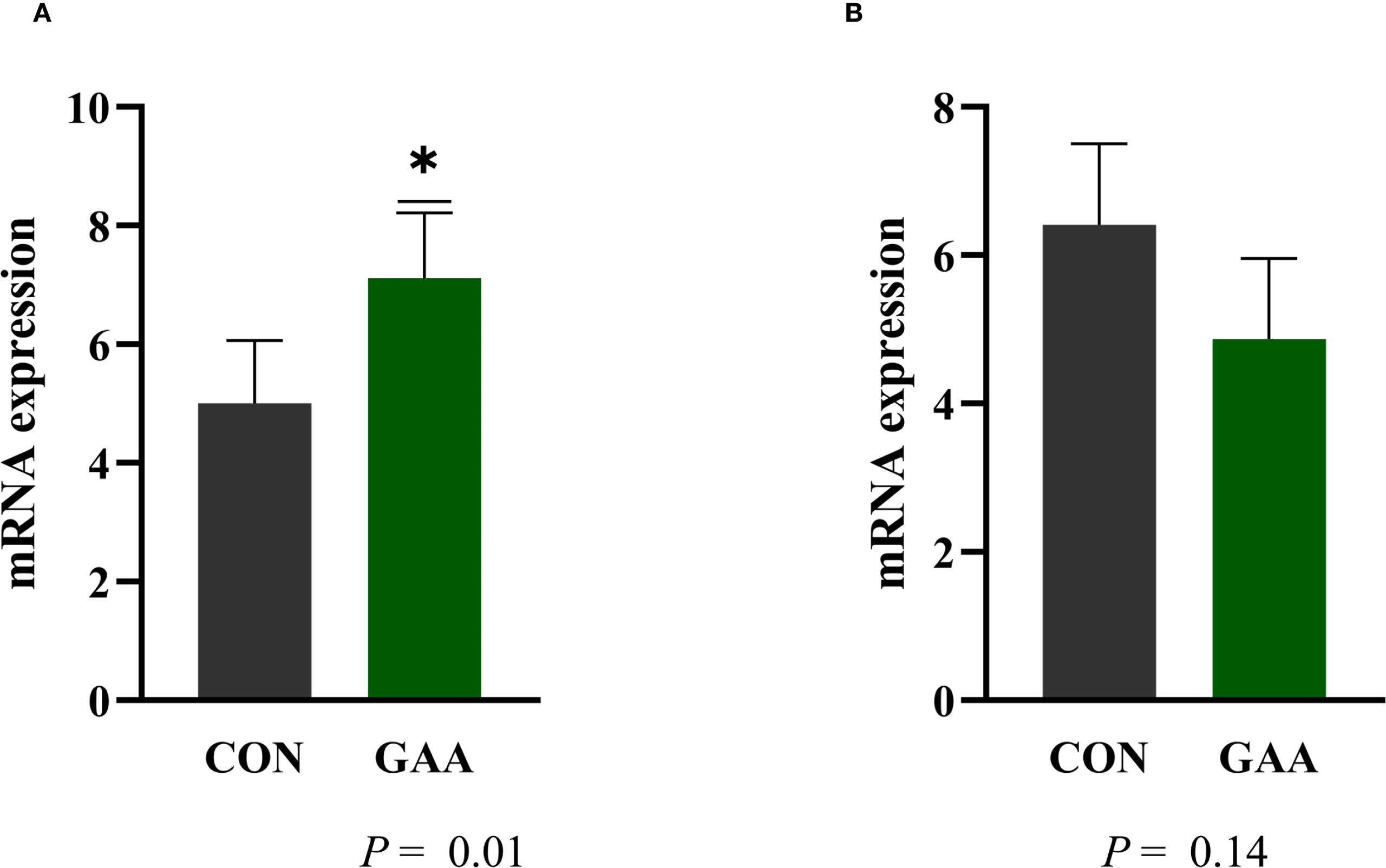 Bar graphs labeled A and B compare mRNA expression levels between two conditions, CON and GAA. In graph A, GAA shows significantly higher expression than CON, with a p-value of 0.01. In graph B, GAA shows lower expression than CON, with a p-value of 0.14.