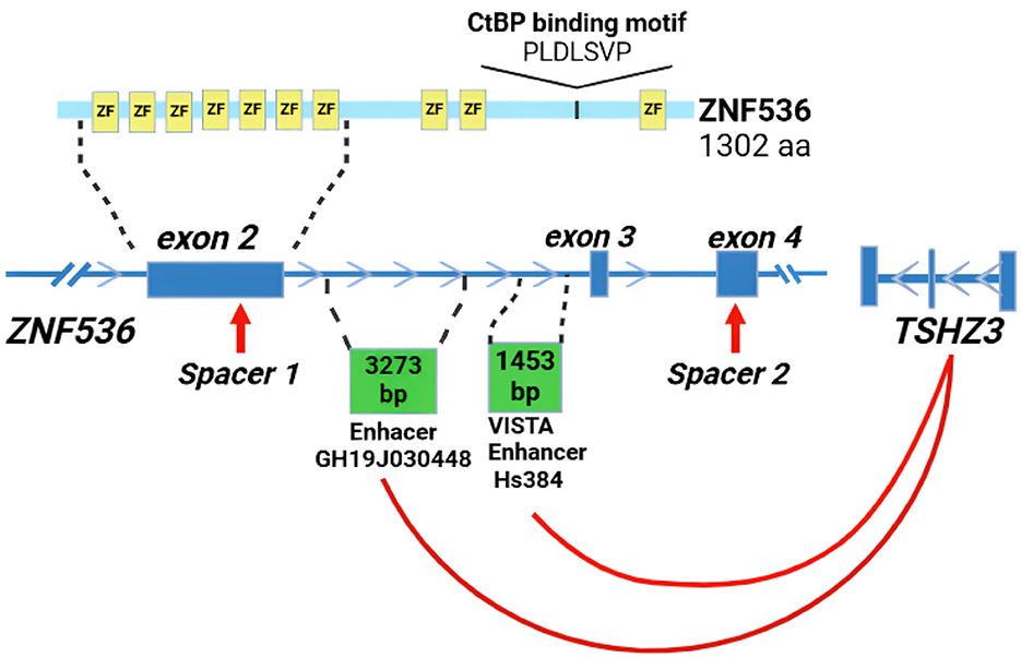 Diagram of the ZNF536 gene structure showing its exons, labeled exon 2, exon 3, and exon 4, connected by Spacers 1 and 2. Above the gene, a series of yellow boxes labeled “ZF” represent zinc finger motifs, with a CtBP binding motif labeled “PLDLSVP”. Two enhancers, GH19J030448 and VISTA Enhancer Hs384, located near exon 2 and exon 3, are shown as green boxes with lengths of 3273 bp and 1453 bp, respectively. A red curved arrow points from exon 4 to TSHZ3, indicating gene interaction.