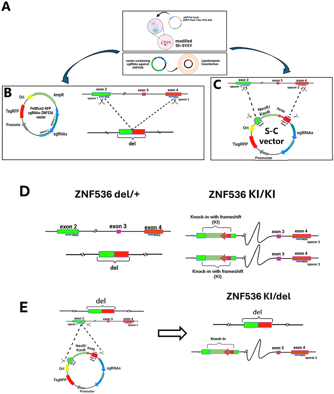 Diagram illustrating the process of gene editing in modified SH-SY5Y cells using CRISPR vectors. Panel A shows modified cell transfection. Panel B introduces the PetBlue2-RFP vector for deletion. Panel C depicts the S-C vector for knock-in. Panel D details ZNF536 deletion and knock-in genotypes. Panel E illustrates the knock-in process using exons and sgRNAs. Each panel visually explains the steps in gene modification and vector designs.