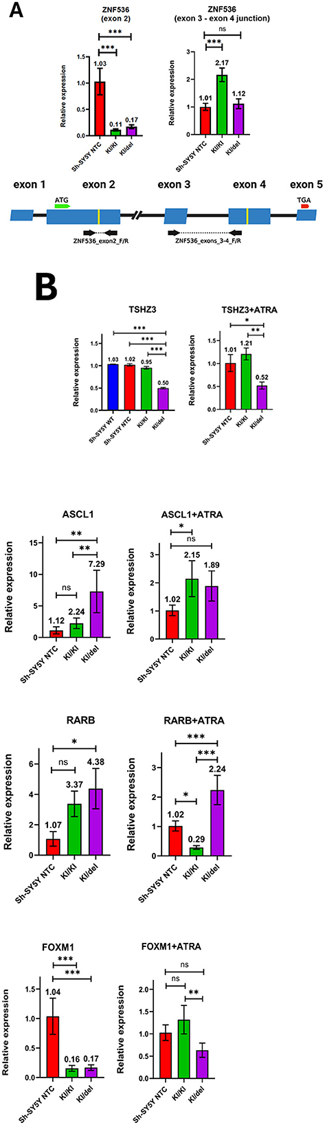 Panel A displays bar graphs showing relative expression of ZNF536 at exon 2 and exon 3-4 junction, with significant differences marked. An exon structure with annotated primers is shown below. Panel B presents bar graphs comparing relative expression levels of TSHZ3, ASCL1, RARB, and FOXM1, with and without ATRA treatment, across different conditions. Statistical significance is indicated by asterisks.