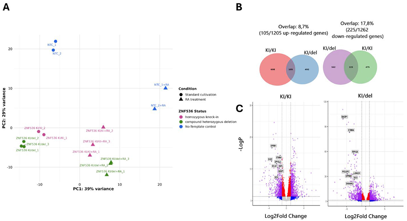 A composite image features three panels of data visualizations: A) A PCA plot showing genetic condition clustering with different symbols and colors indicating ZNF536 status and treatment conditions. B) Two Venn diagrams displaying overlap percentages of up-regulated and down-regulated genes between KI/KI and KI/del conditions. C) Two volcano plots illustrating differential gene expression, with Log2Fold Change on the x-axis and -LogP on the y-axis, highlighting significant genes in both KI/KI and KI/del conditions.