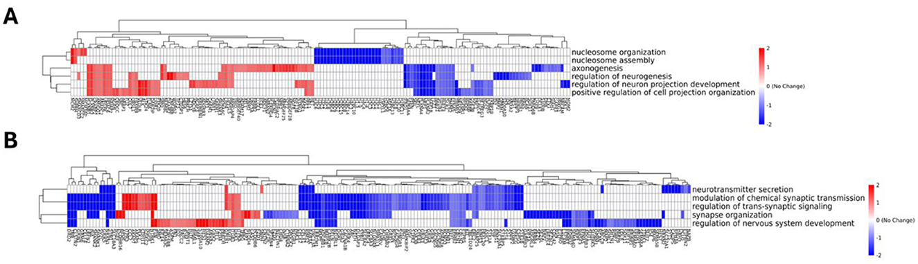 Heatmaps labeled A and B depict gene expression data with hierarchical clustering. Sections in red and blue indicate increased and decreased expression levels, respectively. The top heatmap (A) highlights processes like nucleosome organization and axonogenesis, while the bottom (B) focuses on neurotransmitter secretion and synapse organization. Color bars indicate expression change magnitude.