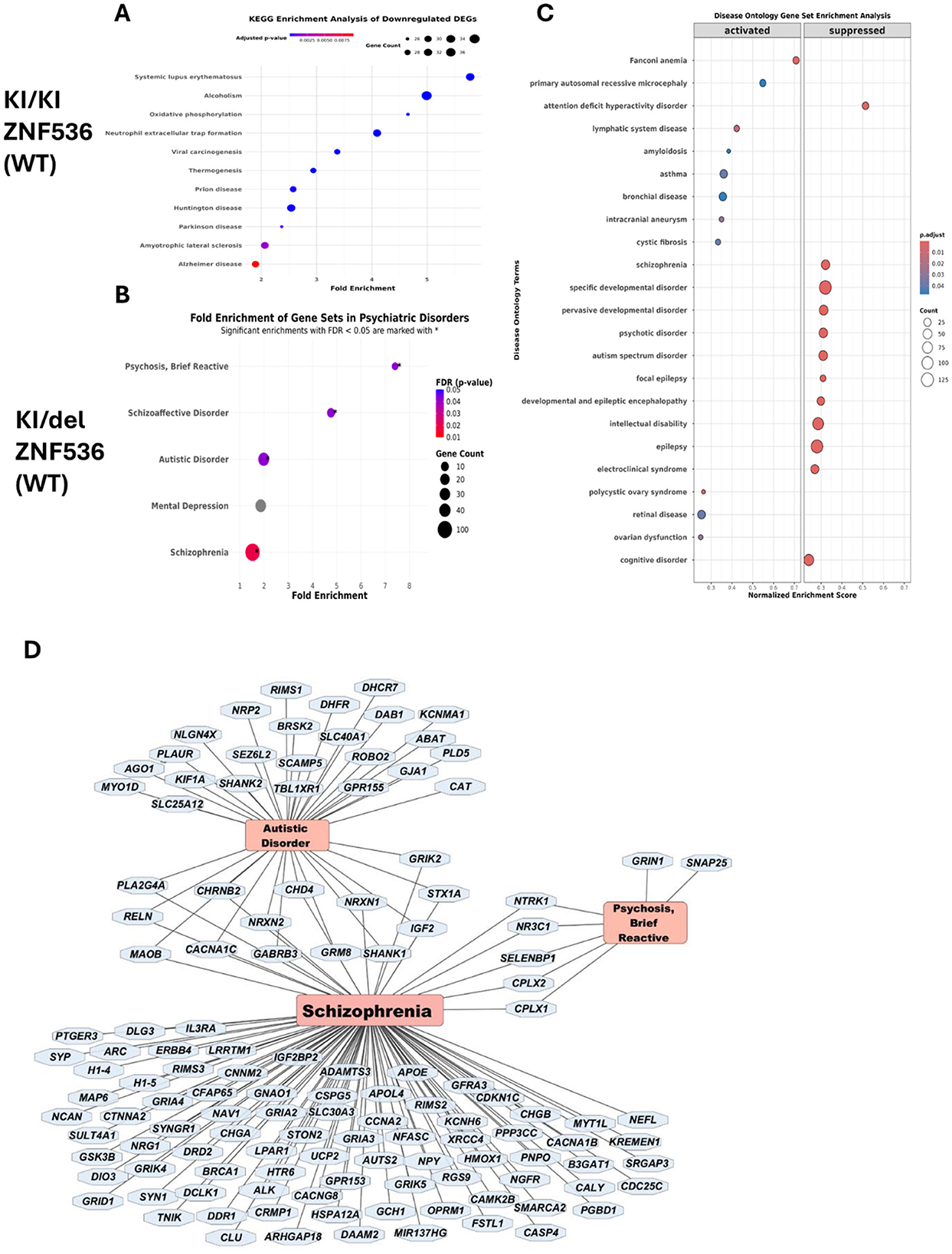 Four-panel figure comparing gene enrichment in psychiatric disorders. Panel A shows a KEGG enrichment analysis, highlighting downregulated DEGs with fold enrichment and adjusted p-value. Panel B presents a dot plot of gene set fold enrichment in psychiatric disorders, noting significant enrichments. Panel C features a gene set enrichment analysis with activated and suppressed categories. Panel D displays a network diagram of genes related to disorders like schizophrenia and autistic disorder, indicating connections between genes and diseases.