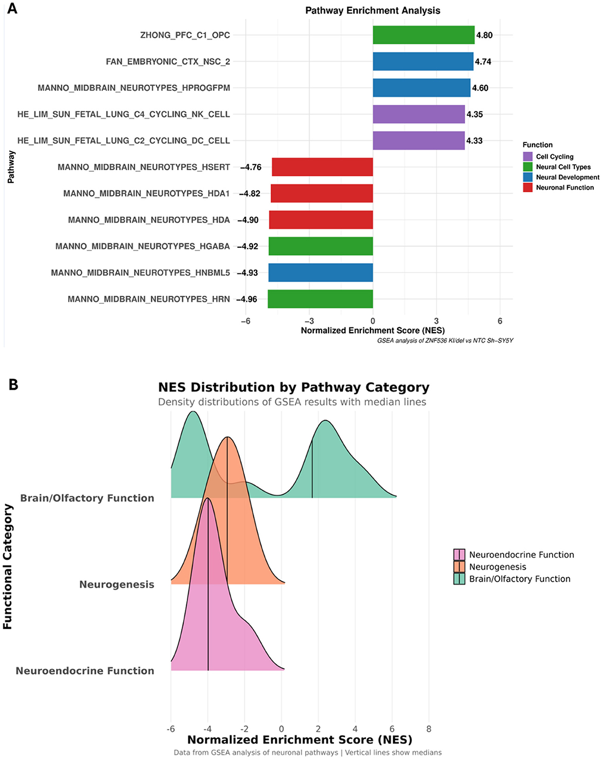 Bar chart and density plot illustrate pathway enrichment analysis. Panel A shows pathway names and their normalized enrichment scores (NES) categorized by function: cell cycling, neural cell types, neural development, and neuronal function. Scores range from -4.96 to 4.80. Panel B displays density distributions of NES by functional category: neuroendocrine function, neurogenesis, and brain/olfactory function, highlighting median lines.