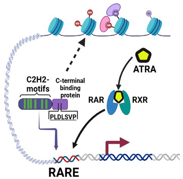 Diagram illustrating the molecular mechanism involving C2H2 motifs, C-terminal binding protein, RAR, RXR, and ATRA. It shows gene transcription regulation at the RARE site. Arrows indicate interactions and binding directions.