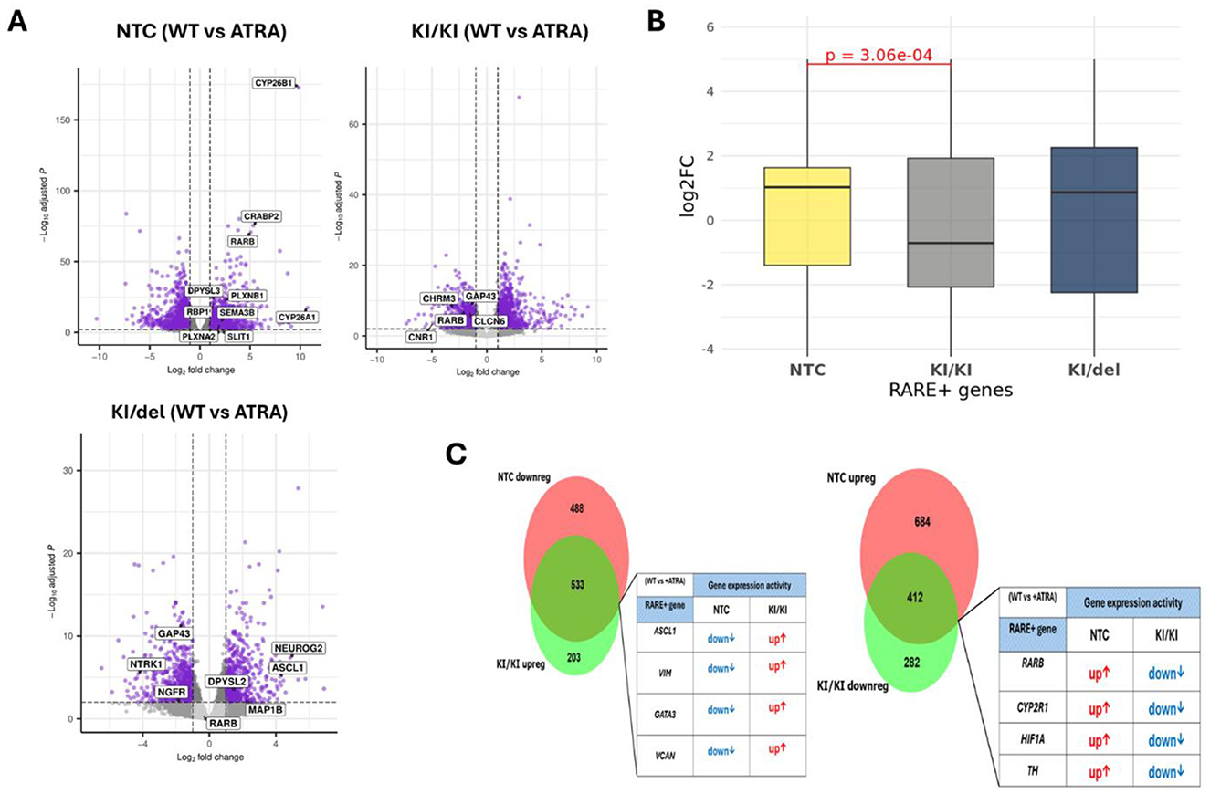 Panel A shows three volcano plots comparing wildtype (WT) vs ATRA-treated conditions for NTC, KI/KI, and KI/del, highlighting significant gene expressions. Panel B is a box plot illustrating the log2 fold change (log2FC) of RARE+ genes with a significant p-value marked. Panel C contains two Venn diagrams showing overlap in gene expression changes, along with associated tables indicating upregulation and downregulation activities for specific genes.