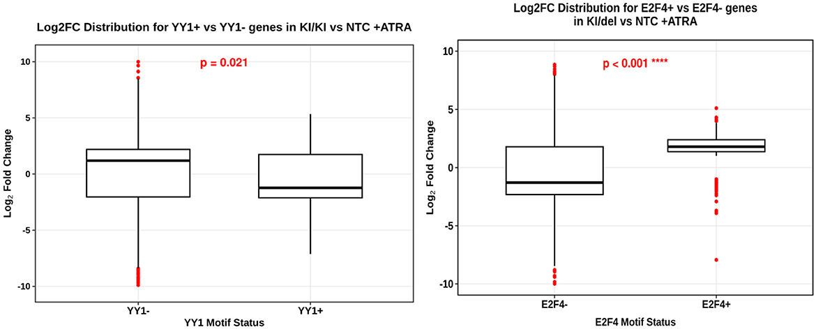 Two box plots showing Log2 Fold Change distribution. Left plot compares YY1- and YY1+ genes in KI/KI vs NTC + ATRA, with a p-value of 0.021. Right plot compares E2F4- and E2F4+ genes in KI/del vs NTC + ATRA, with a p-value of less than 0.001. Both plots display data spread, median, and outliers.