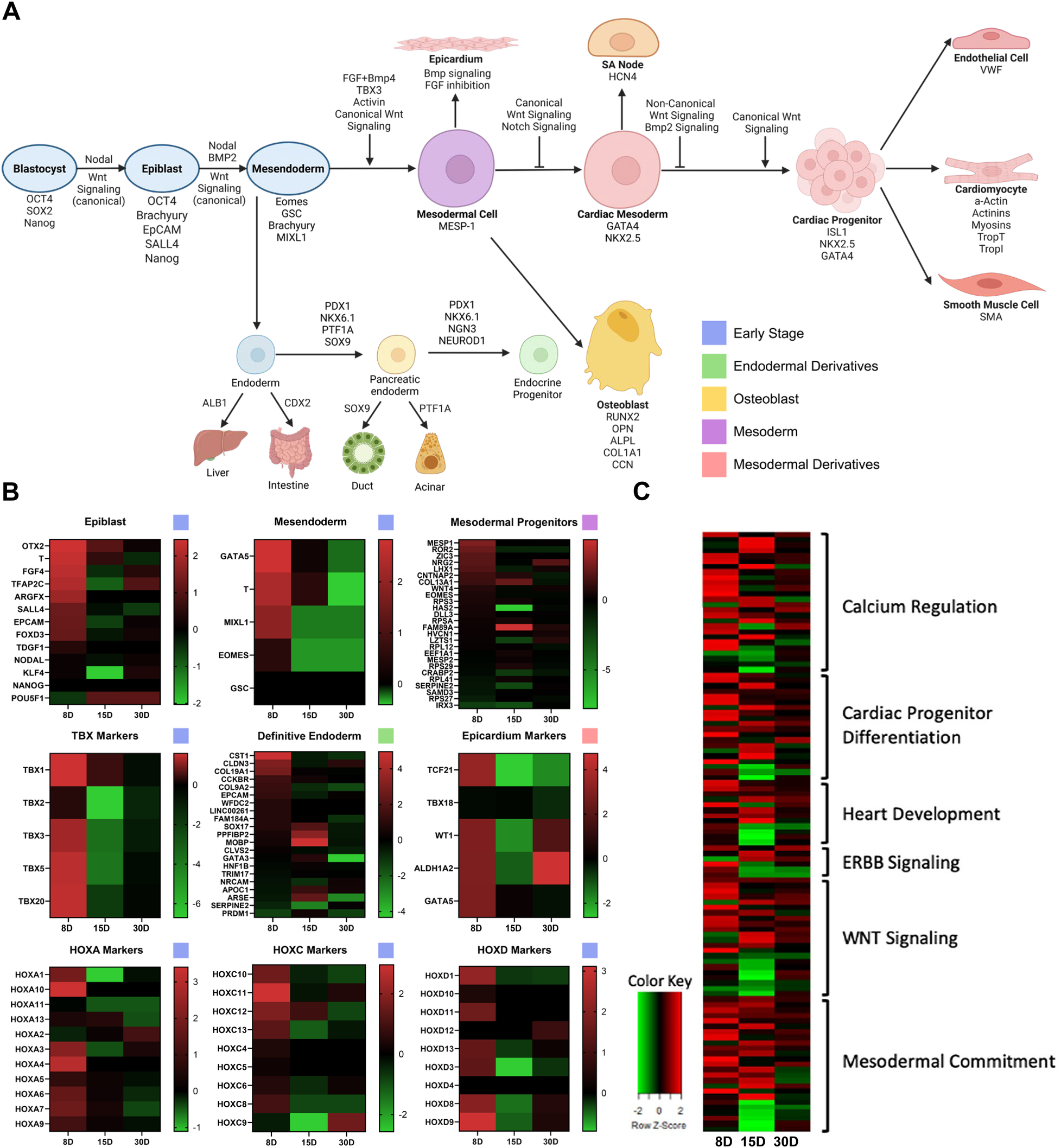 Schematic and heatmaps showing the differentiation of pluripotent stem cells into mesodermal and endodermal lineages. Panel A depicts a signaling pathway diagram of cell fate transitions from blastocyst to mesodermal derivatives including cardiac progenitors, endothelial cells, cardiomyocytes, and endodermal lineages, color-coded by stage. Panel B presents heatmaps visualizing gene expression markers for epiblast, mesoderm, endoderm, and mesodermal progenitors in ISL1+ clones derived from 8-day old, 15-day old, and 30-day old neonates. Panel C shows a heatmap of gene expression profiles associated with calcium regulation, cardiac differentiation, heart development, ERBB and WNT signaling, and mesodermal commitment from the aforementioned clones.