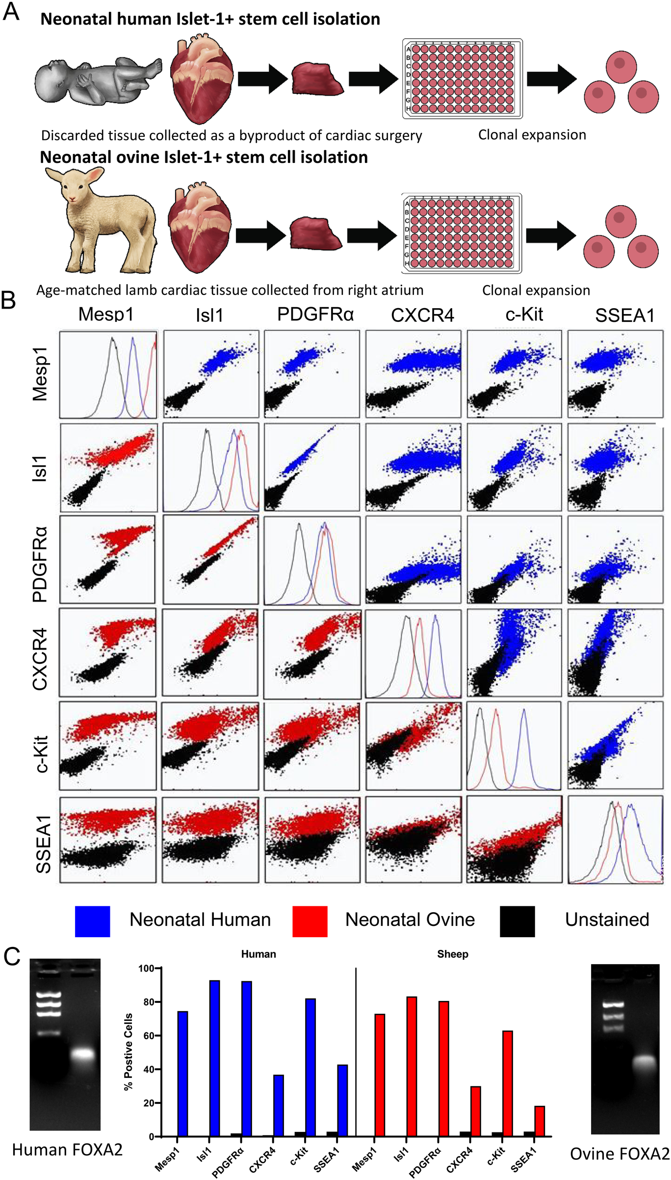 Diagram and experimental data comparing neonatal human and ovine Islet-1 positive cardiac stem cell isolation and characterization. Panel A shows a schematic workflow of stem cell isolation from human surgical cardiac tissue and lamb right atrial tissue, followed by clonal expansion. Panel B presents flow cytometry dot plots and histograms for six markers—Mesp1, Isl1, PDGFRα, CXCR4, c-Kit, and SSEA1—in neonatal human (blue), neonatal ovine (red), and unstained (black) samples. Panel C includes gel images showing FOXA2 expression and a bar graph quantifying the percentage of marker-positive cells in human and sheep samples.