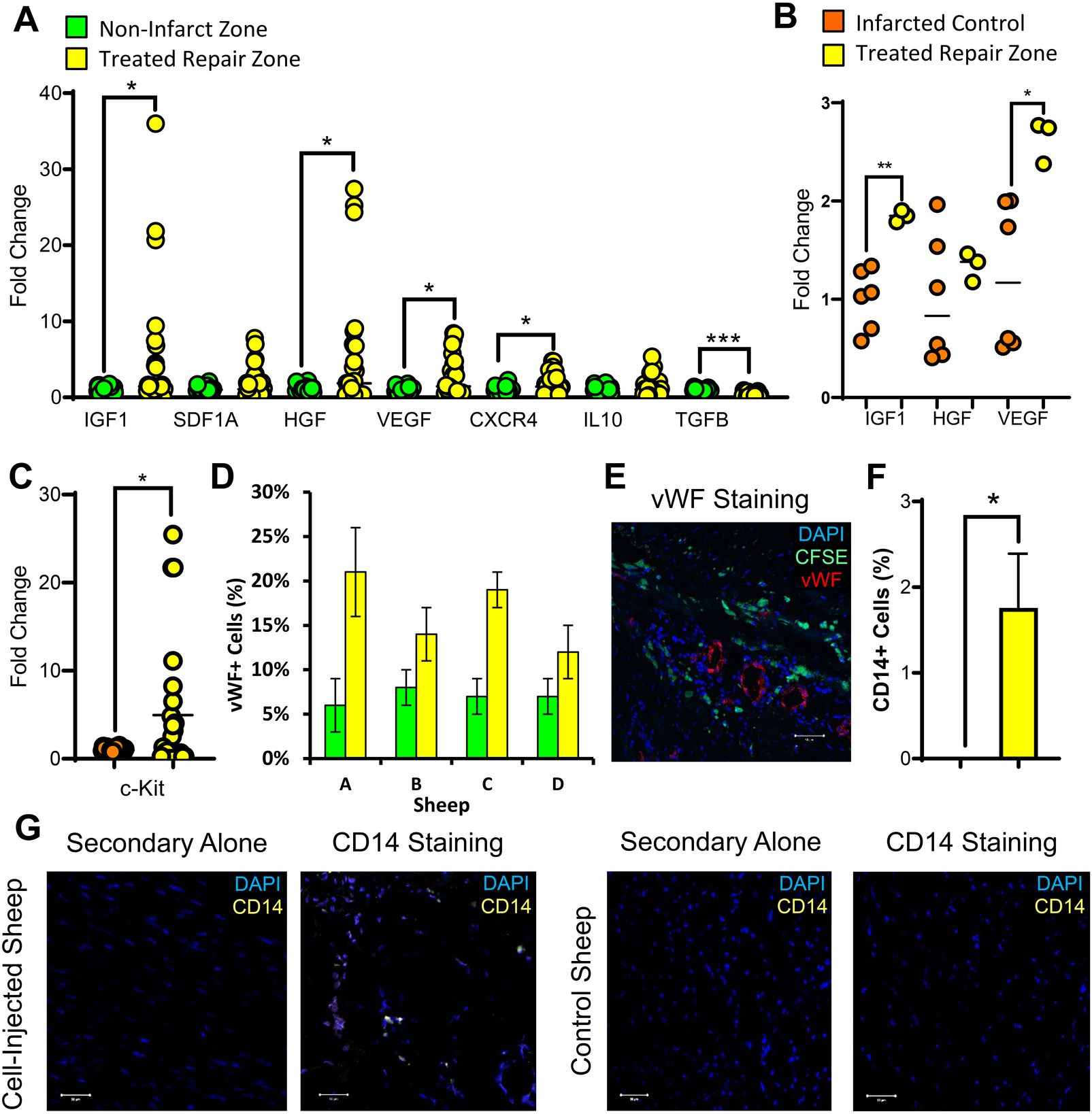 A set of images and charts detailing gene expression and cellular staining in different cardiac tissue zones. A shows fold changes in various genes within non-infarct and treated repair zones, highlighting significant differences marked by asterisks. Chart B compares IGF1, HGF, and VEGF levels between infarcted control and treated repair zones, with significant changes noted. C presents fold changes in c-Kit. Chart D displays the percentage of VWF positive cells within the cell-treated zone and non-infarct zone. E depicts VWF staining using DAPI, CFSE, and VWF markers. F illustrates the percentage of CD14+ cells infiltrating the repair zone. G compares CD14 staining in cell-injected and control sheep.