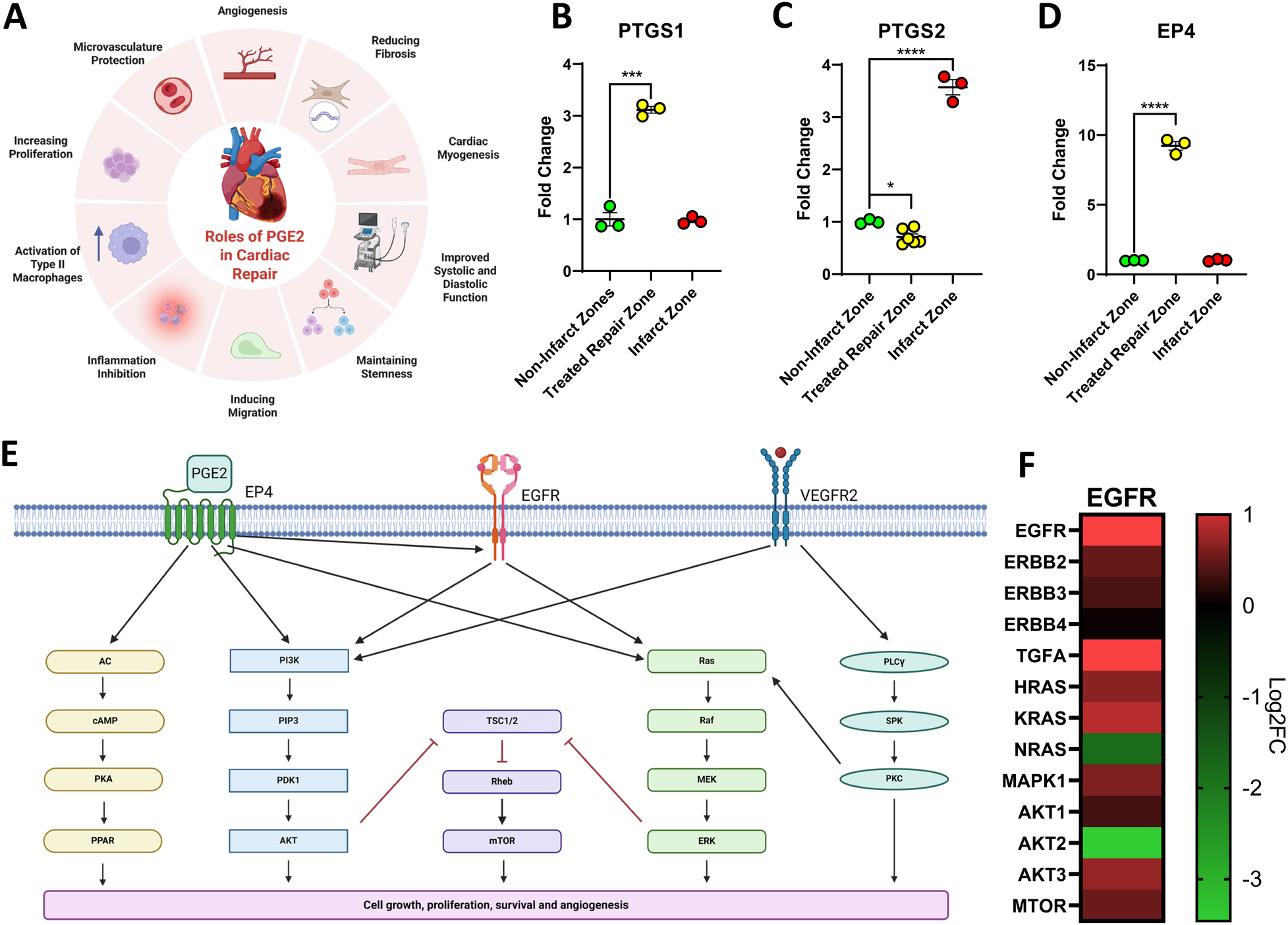 Diagram showing the roles of PGE2 in cardiac repair, including inflammation inhibition, angiogenesis, and proliferation. Bar charts display fold changes in PTGS1, PTGS2, and EP4 across different cardiac zones, with statistical significance indicated. A signaling pathway illustration highlights PGE2, EP4, EGFR, and VEGFR2 interactions leading to cell growth and proliferation. A heatmap shows the expression levels of EGFR and related genes, with varying colors denoting changes.