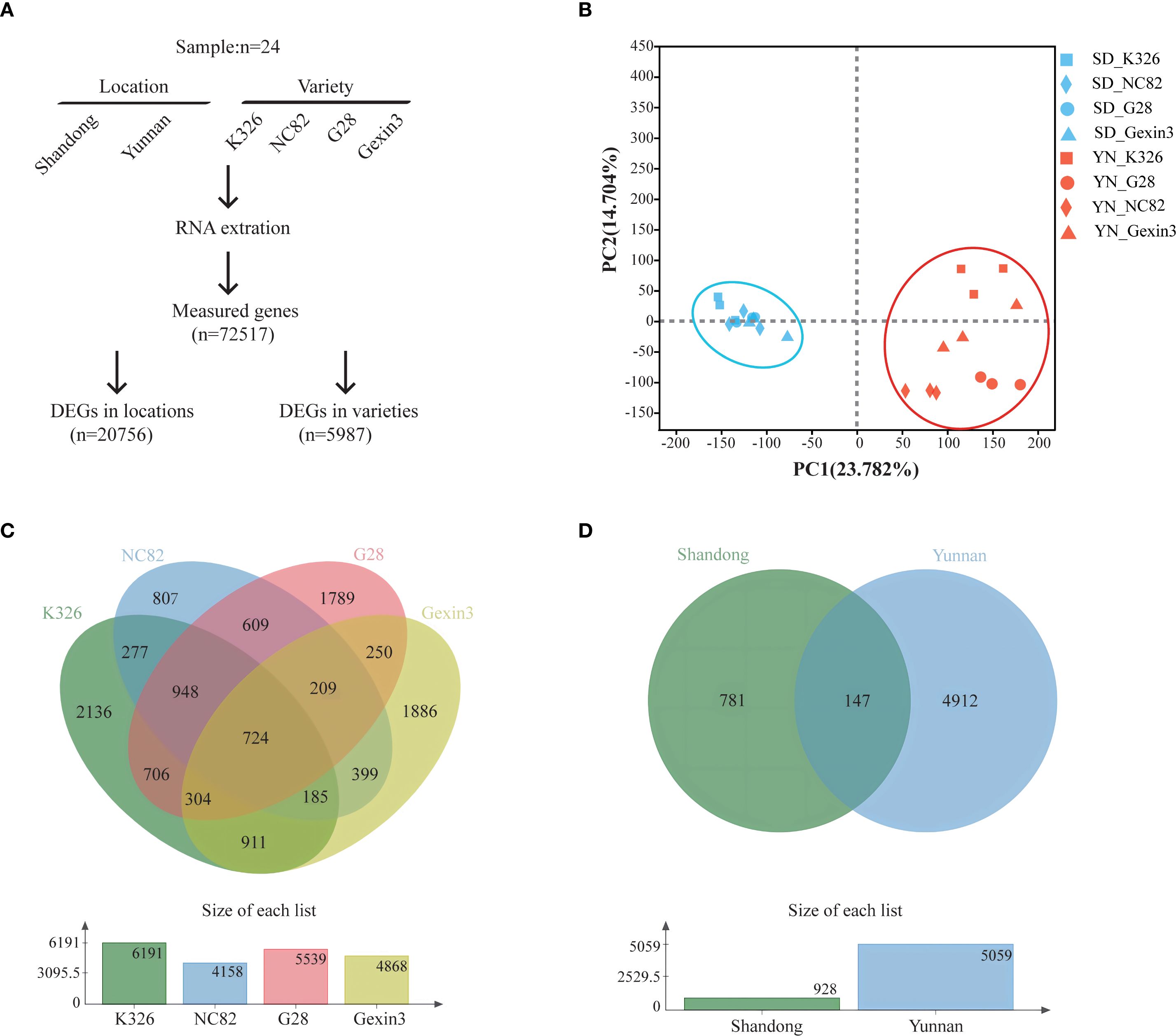 Diagram with four panels: A) Flowchart detailing RNA extraction from samples in Shandong and Yunnan, resulting in differential gene expressions (DEGs). B) PCA plot showing sample grouping by gene expression, with distinct color-coded clusters for locations and varieties. C) Venn diagram illustrating gene overlap among four varieties: K326, NC82, G28, and Gexin3, with specific intersection sizes. D) Venn diagram comparing DEGs between Shandong and Yunnan, showing overlap.