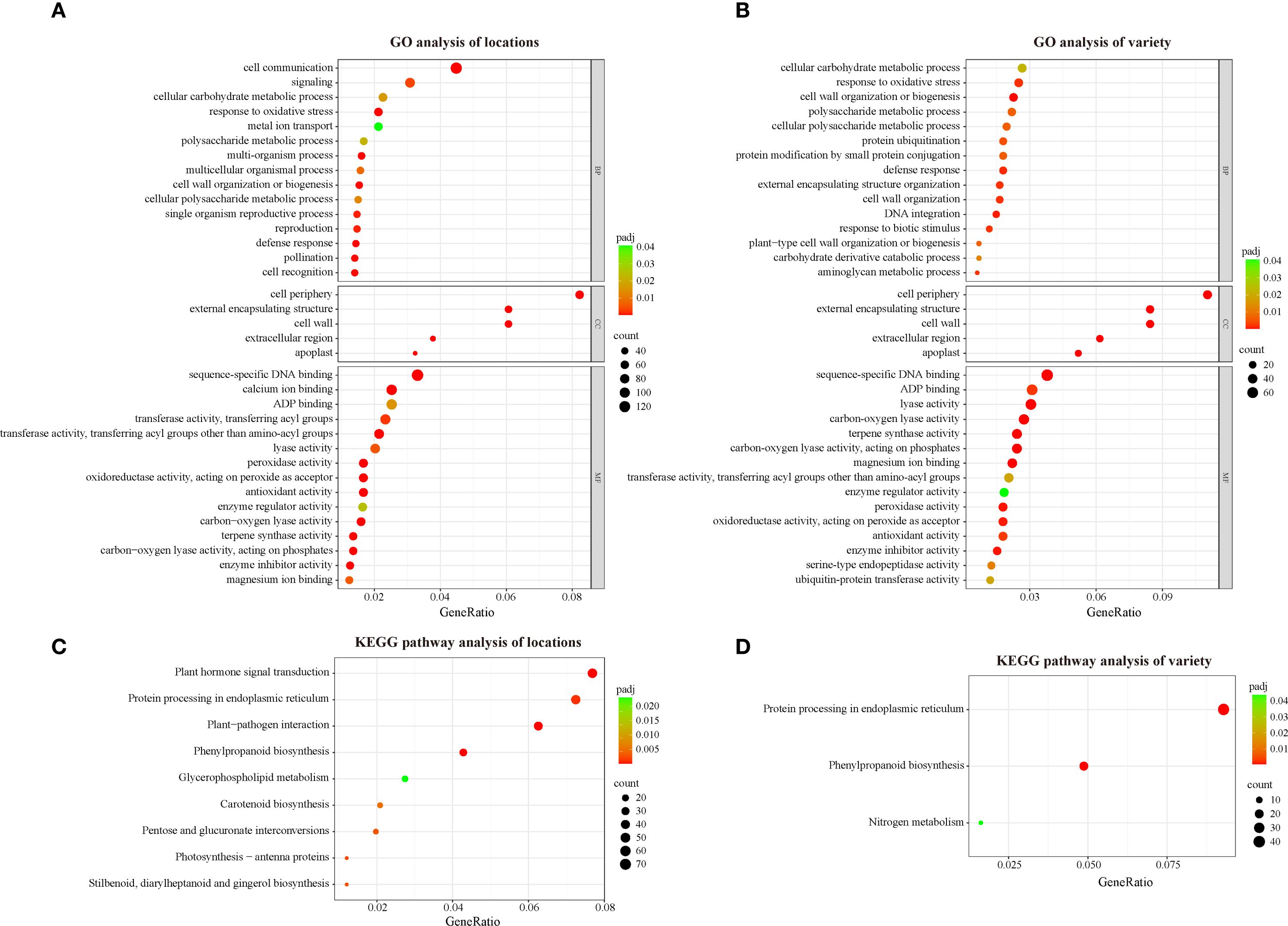 Gene Ontology (GO) and KEGG pathway analysis are represented in four panels (A, B, C, D). Panels A and B display GO analysis results with varying GeneRatios and dot sizes indicating counts and colors indicating adjusted p-values. Panels C and D show KEGG pathway analysis results with similar visual encodings.