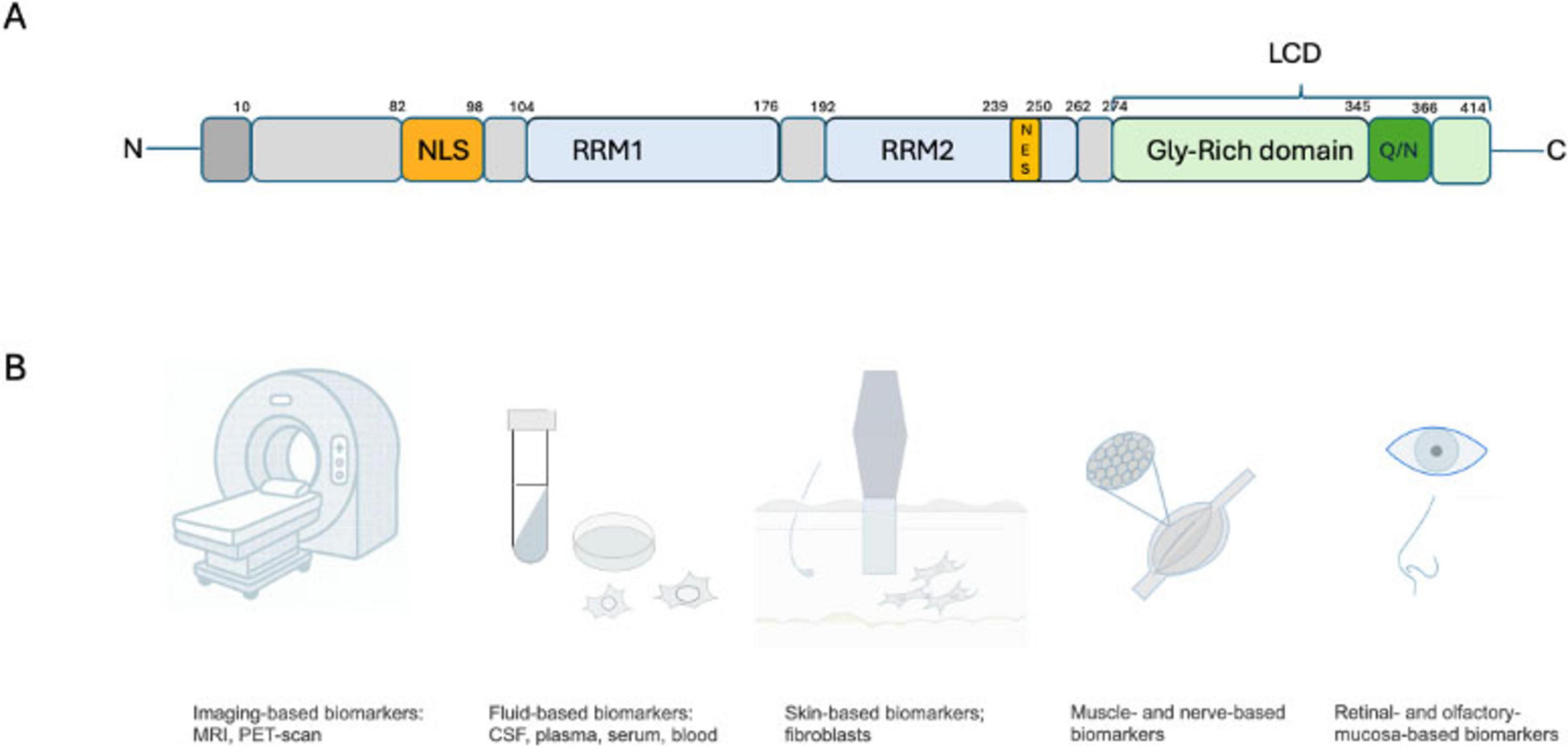 Diagram with two parts: A) Linear representation of a protein, showing domains like NLS, RRM1, RRM2, and Gly-Rich domain with specific amino acid positions. B) Various types of biomarkers depicted: imaging-based (MRI, PET-scan), fluid-based (CSF, plasma, serum, blood), skin-based (fibroblasts), muscle and nerve-based biomarkers, retinal and olfactory mucosa-based biomarkers.