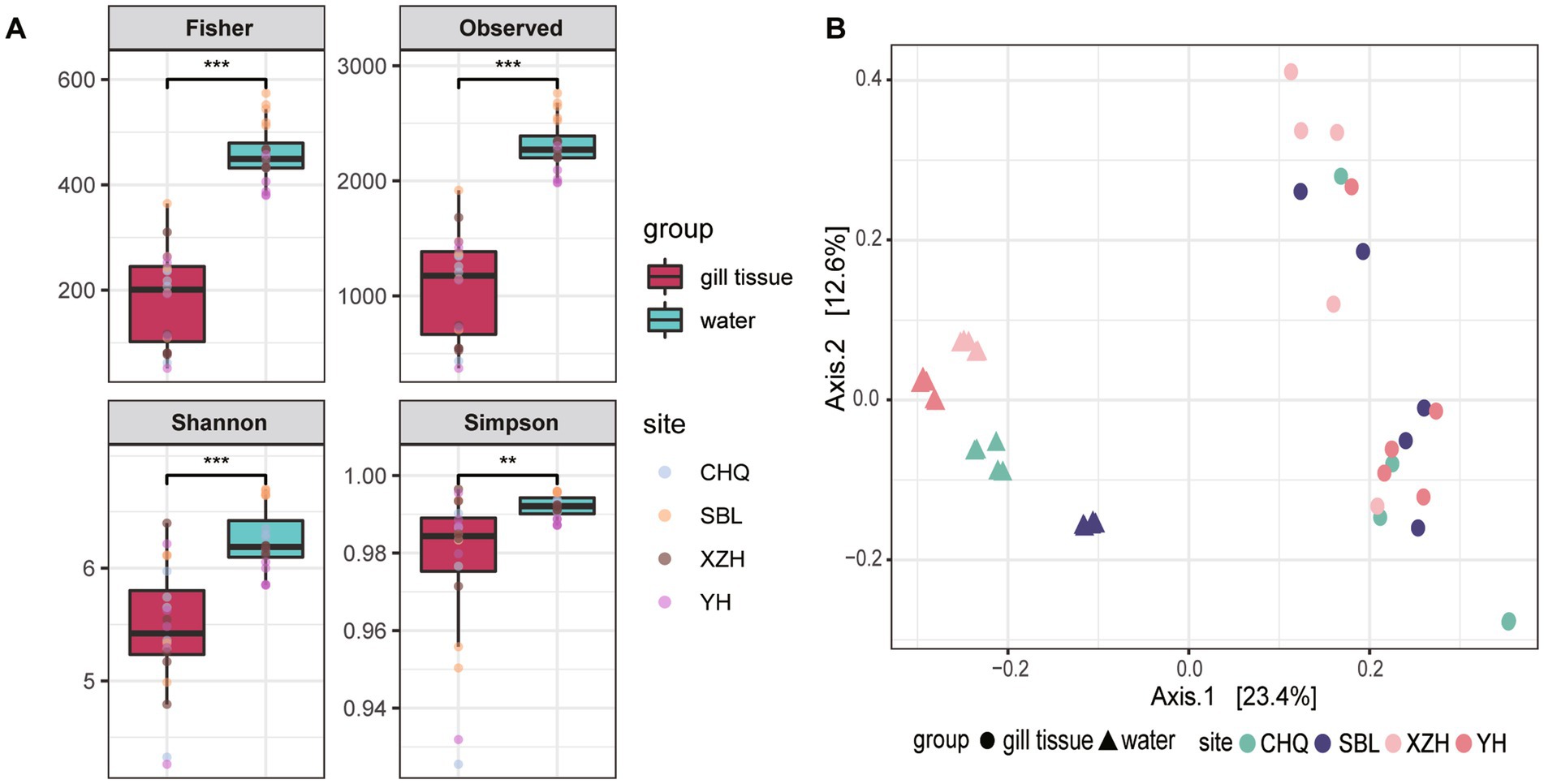 Panel A shows four box plots labeled Fisher, Observed, Shannon, and Simpson, comparing gill tissue and water groups. Significant differences are indicated with asterisks. Panel B displays a scatter plot of Axis 1 versus Axis 2, illustrating site differences among groups including CHQ, SBL, XZH, and YH, with gill tissue and water represented by circles and triangles respectively.