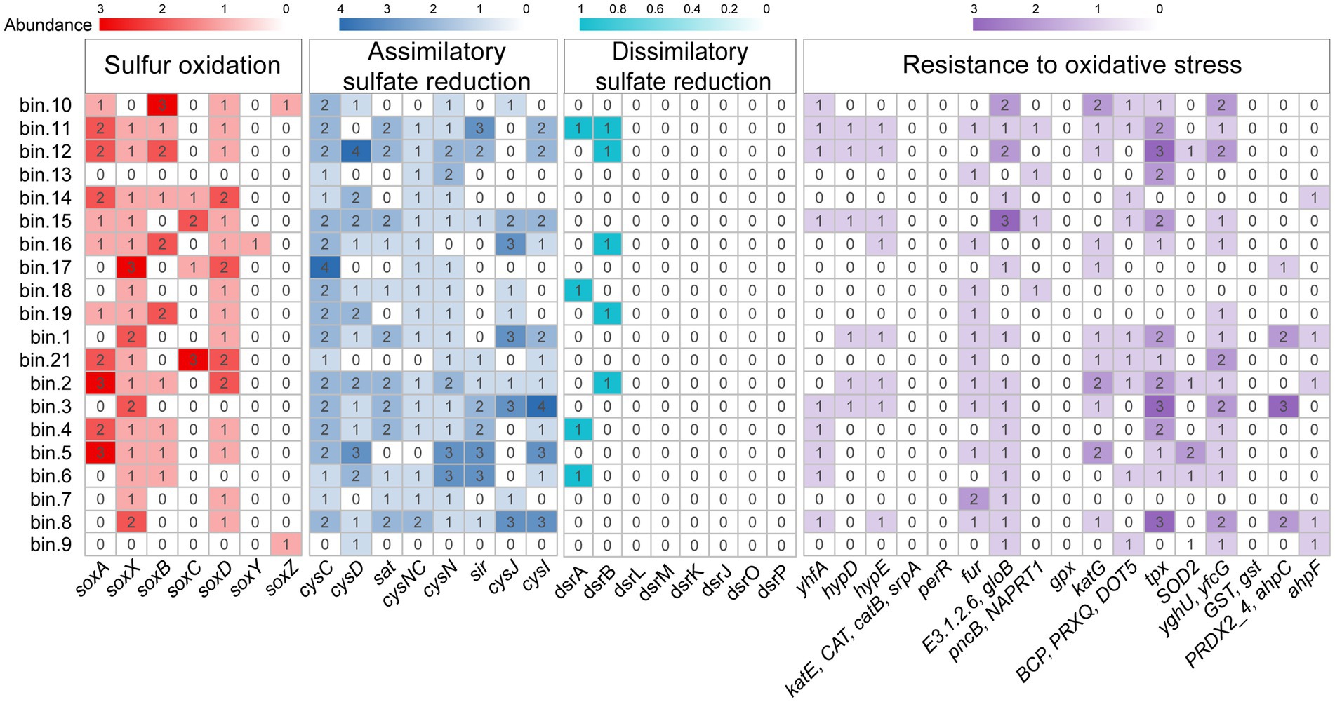 Heatmap displaying gene abundance across different bins for sulfur oxidation, assimilatory sulfate reduction, dissimilatory sulfate reduction, and resistance to oxidative stress. Gradients indicate varying levels of abundance, with distinct color schemes for each category: red for sulfur oxidation, blue for assimilatory sulfate reduction, teal for dissimilatory sulfate reduction, and purple for resistance to oxidative stress. Each column represents a specific gene, while each row corresponds to a different bin, labeled from bin.1 to bin.21. The numbers indicate the abundance level, with higher numbers denoting greater abundance.