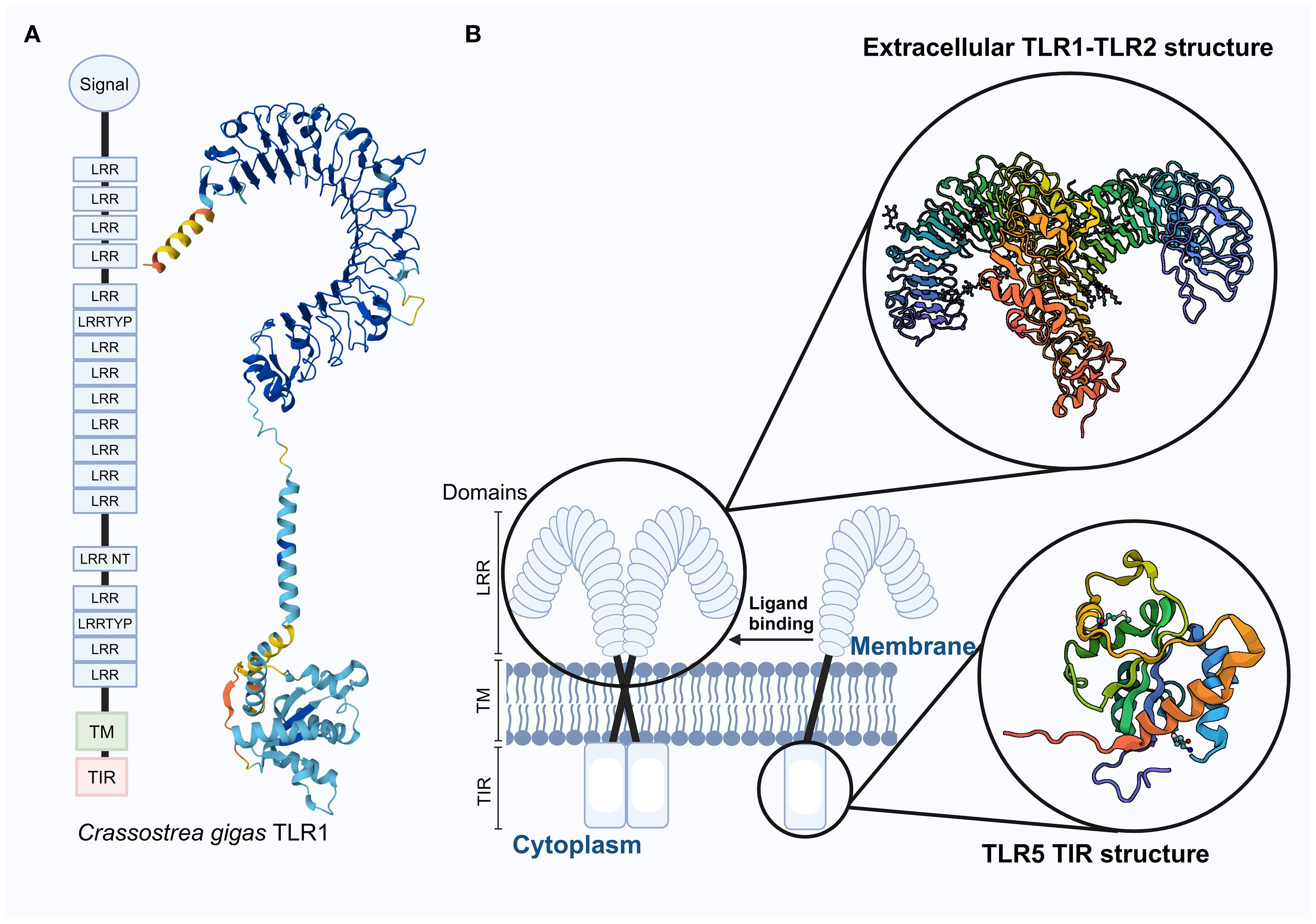 Illustration depicting the structure of Crassostrea gigas TLR1 and extracellular TLR structures. Part A shows a detailed structural model of the TLR1 protein, highlighting different regions such as LRR, TM, and TIR. Part B illustrates the extracellular domain of TLR1-TLR2 and the TIR domain of TLR5 with detailed molecular structures. Insets provide a closer view of ligand binding and domain arrangements across the membrane and cytoplasm.