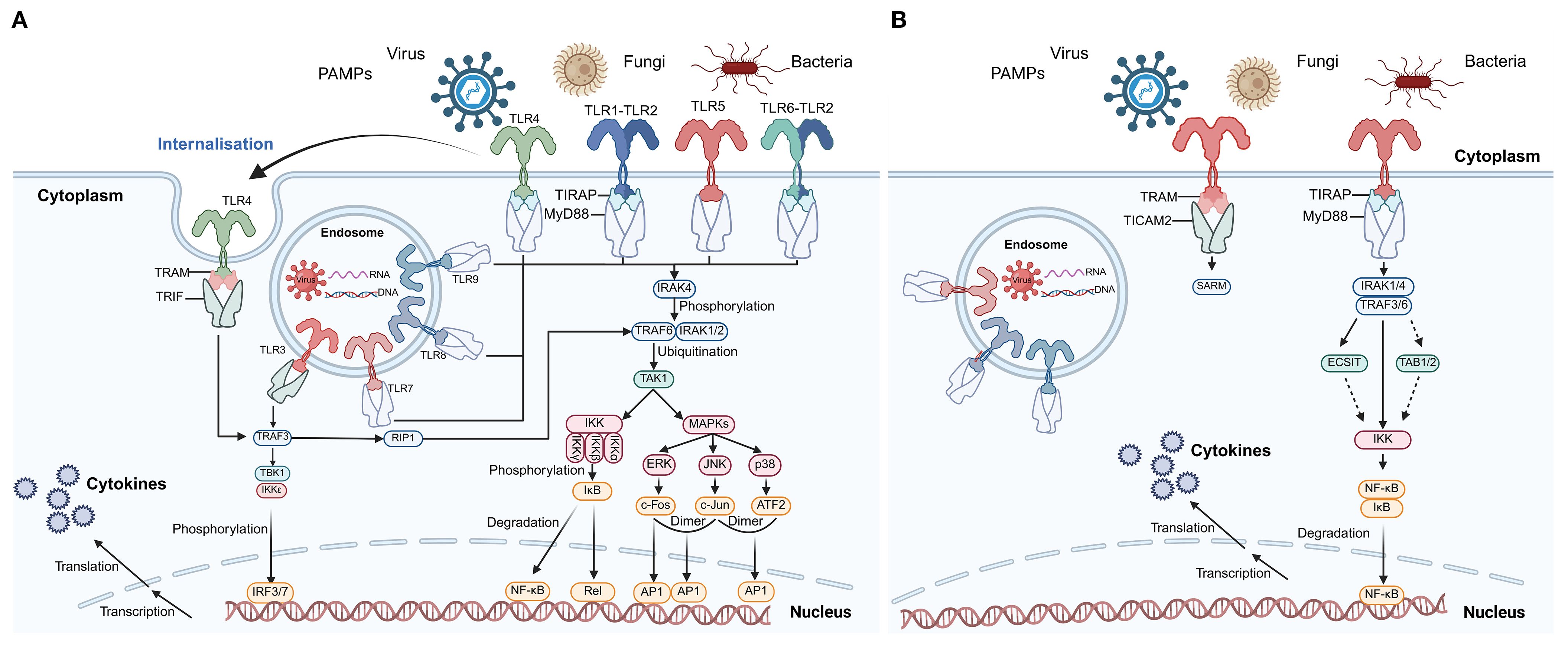 Diagram depicting Toll-like receptor signaling pathways. Panel A shows TLRs TLR1-TLR2, TLR4, TLR5, and TLR6-TLR2 responding to viruses, fungi, and bacteria through pathways involving TRAM, TRIF, MyD88, and others, leading to cytokine production. Panel B highlights endosomal TLRs, including TLR3, TLR7, TLR8, and TLR9, with viral RNA and DNA interacting inside the endosome, leading to similar signaling cascades and cytokine production. Both pathways result in transcriptional changes in the nucleus.