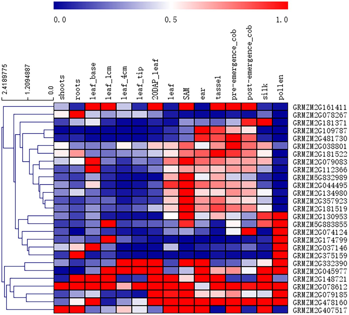 Heatmap illustrating gene expression across different plant tissues, labeled on the vertical axis, with specific genes listed on the horizontal axis. The color gradient represents expression levels from low (blue) to high (red). A dendrogram on the left clusters the tissues based on similarity.