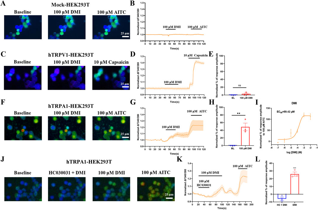 Fluorescent microscopy images and graphs depict experiments with HEK293T cells. Panels A, C, F, and J show cells under baseline and treatment conditions with DMI, AITC, or Capsaicin. Panels B, D, G, and K present line graphs of normalized fluorescence over time, indicating cellular responses to treatments. Panels E, H, I, and L include bar and dose-response curves illustrating amplitude changes and EC₅₀ values. Scale bars indicate 25 micrometers.