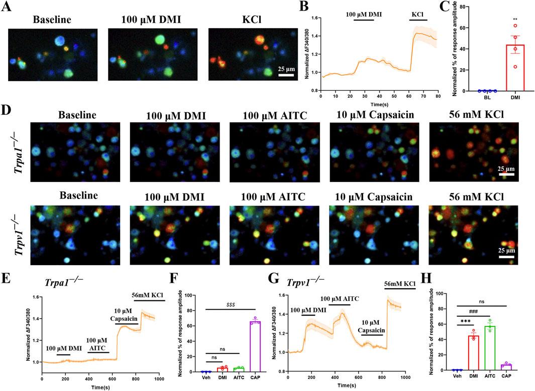Fluorescent images and graphs depict cellular responses under various conditions. Panels A and D show cells treated with DMI, AITC, capsaicin, and KCl at baseline and specific concentrations, labeled for Trpa1−/− and Trpv1−/−. Scale bars are 25 micrometers. Panels B, E, and G feature line graphs showing normalized response amplitudes over time under various treatments. Panels C, F, and H display bar graphs comparing response amplitudes under different conditions, marked with significance indicators.