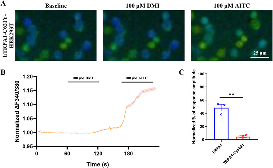 Panel A shows fluorescence images of hTRPA1-C621Y-HEK293T cells at baseline, 100 micromolar DMI, and 100 micromolar AITC. Panel B is a graph showing normalized fluorescence change over time, with increases after 100 micromolar DMI and AITC. Panel C is a bar graph comparing normalized response amplitudes, with TRPA1 significantly higher than TRPA1-Cys621, indicated by double asterisks. Scale bar represents 25 micrometers.