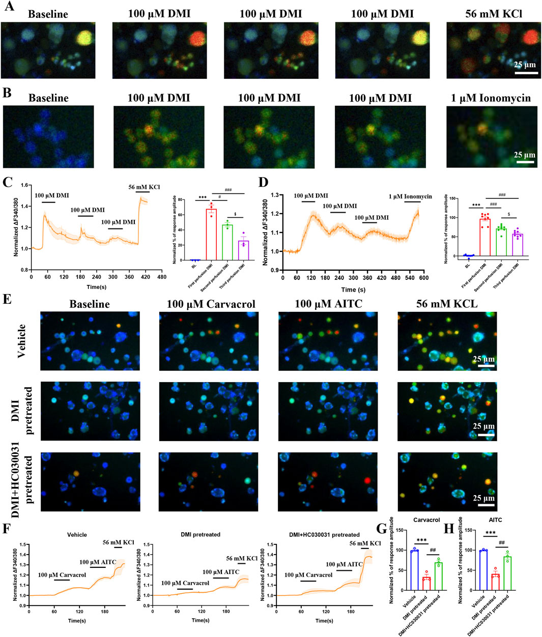 A composite image showing experimental data in six panels (A to H). Panels A and B display cellular fluorescence images under different conditions, labeled with DMI and KCl concentrations. Panels C and D present line graphs showing normalized fluorescence over time, with bar graphs indicating statistical significance. Panel E offers fluorescence images comparing cell responses to compounds like Carvacrol and AITC under various conditions. Panel F contains line graphs depicting fluorescence changes in response to different treatments over time. Panels G and H feature bar graphs illustrating the normalized percentage of response amplitude, highlighting significant differences with annotations. Scale bars indicate 25 μm.
