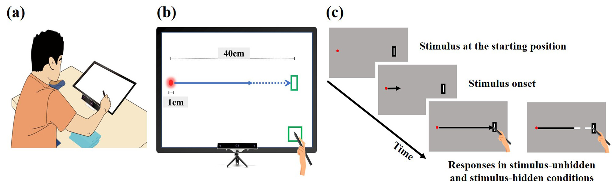 (a) Illustration of a person using a stylus on a tablet. (b) Diagram showing a 40 cm line on a screen with a start and end point marked. (c) Sequence of frames showing a stimulus moving on a path, indicating starting position, onset, and responses under different visibility conditions.