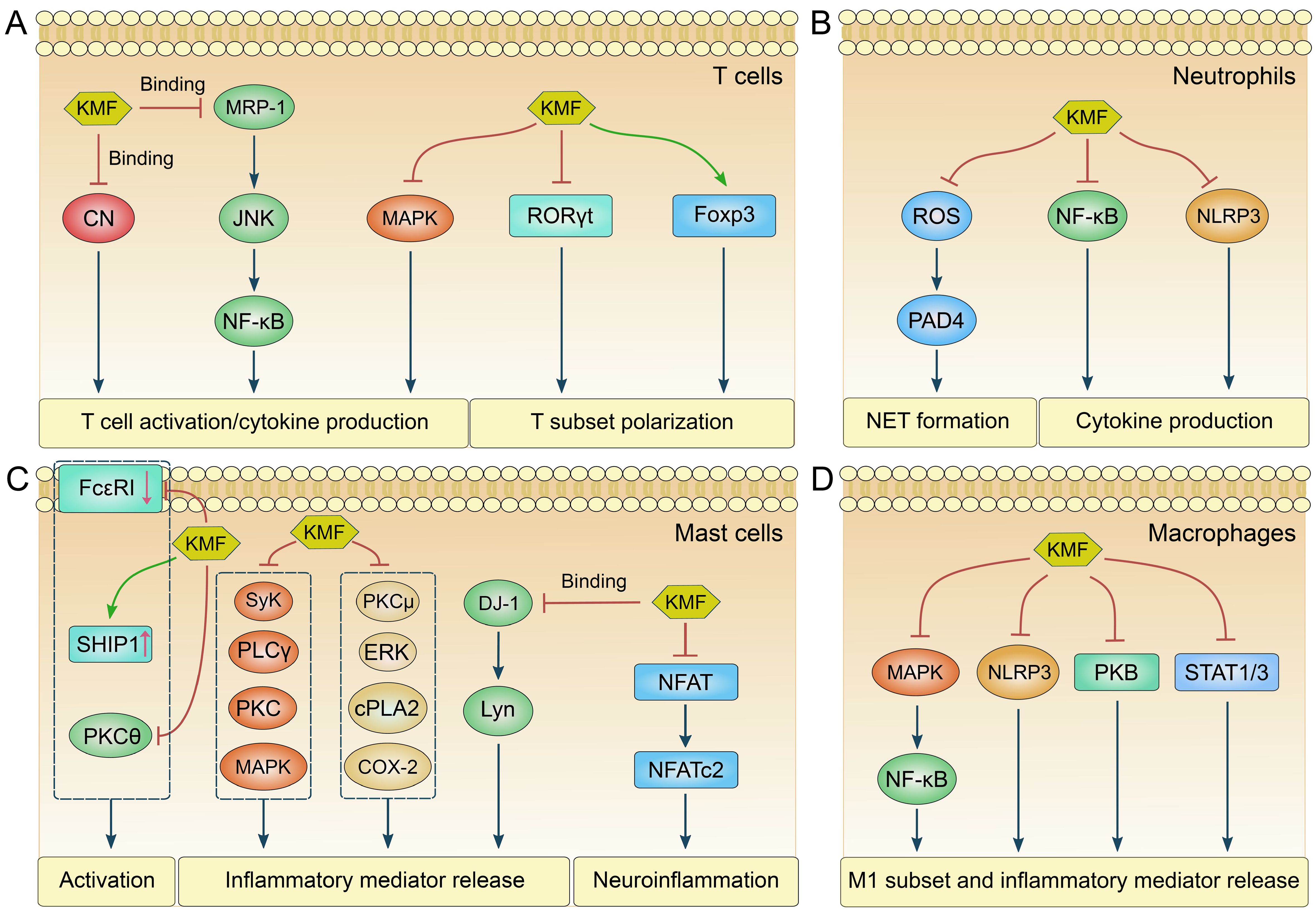 Diagram showing immune cell signaling pathways affected by KMF (in yellow hexagons). A: In T cells, KMF inhibits CN and RORγt, activates Foxp3, influencing T cell activation and subset polarization. B: In neutrophils, KMF affects ROS, NF-κB, and NLRP3 pathways, impacting NET formation and cytokine production. C: In mast cells, KMF influences pathways involving SHIP1, Lyn, NFAT, affecting activation, inflammatory mediator release, and neuroinflammation. D: In macrophages, KMF impacts MAPK, NLRP3, PKB, and STAT1/3 pathways, affecting M1 subset and inflammatory mediator release.
