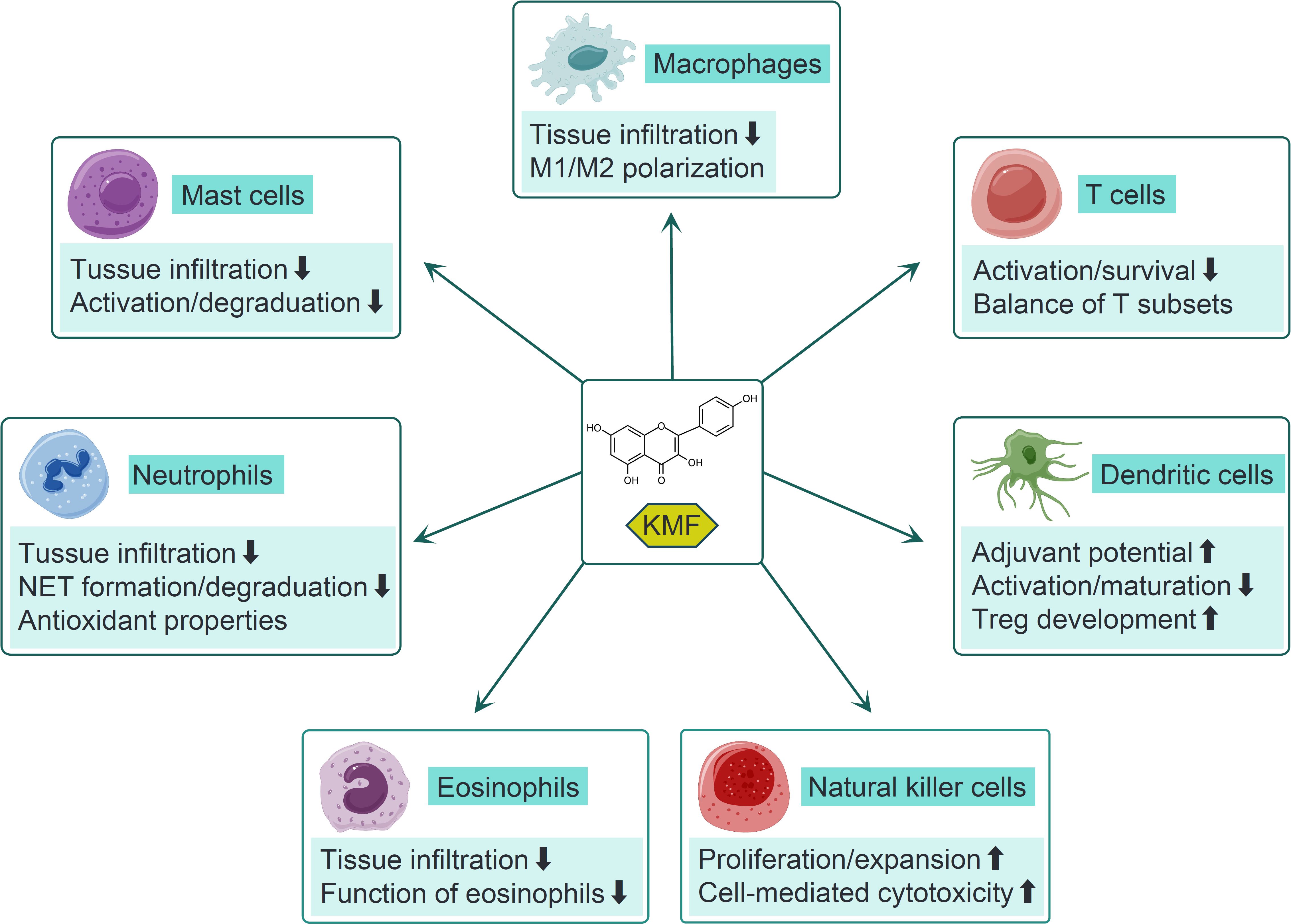 Diagram showing the effects of KMF on various immune cells. Macrophages: reduced tissue infiltration and M1/M2 polarization. T cells: decreased activation/survival and altered T subset balance. Dendritic cells: increased adjuvant potential and Treg development, reduced activation/maturation. Natural killer cells: increased proliferation and cytotoxicity. Eosinophils: decreased tissue infiltration and function. Neutrophils: reduced tissue infiltration, NET formation/degradation, and antioxidant properties. Mast cells: decreased tissue infiltration and activation/degradation. Arrows indicate increases or decreases in specified functions.