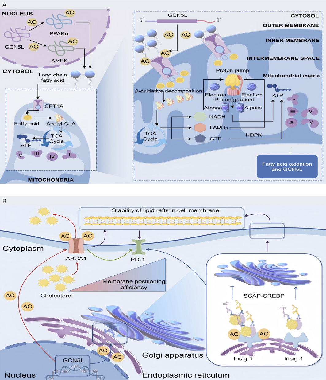 Diagram illustrating the roles of GCN5L, PPARα, AMPK, and AC in the nucleus affecting fatty acid breakdown. It shows long-chain fatty acids in the cytosol entering mitochondria via CPT1A. Inside, they undergo β-oxidation and the TCA cycle, producing ATP. The electron transport chain facilitates this by utilizing NADH and FADH2, creating a proton gradient through a proton pump. ATP is synthesized and connected to fatty acid oxidation and GCN5L activities. The mitochondrion's outer and inner membranes, intermembrane space, and matrix are labeled. Diagram illustrating the role of ABCA1 in cholesterol transport and membrane stability. Cholesterol moves from the cytoplasm to the cell membrane via ABCA1, influencing lipid raft stability. PD-1 is shown interacting with the membrane to affect positioning efficiency. The Golgi apparatus and endoplasmic reticulum are involved in SCAP-SREBP signaling. Insig-1 is highlighted in relation to cholesterol regulation.