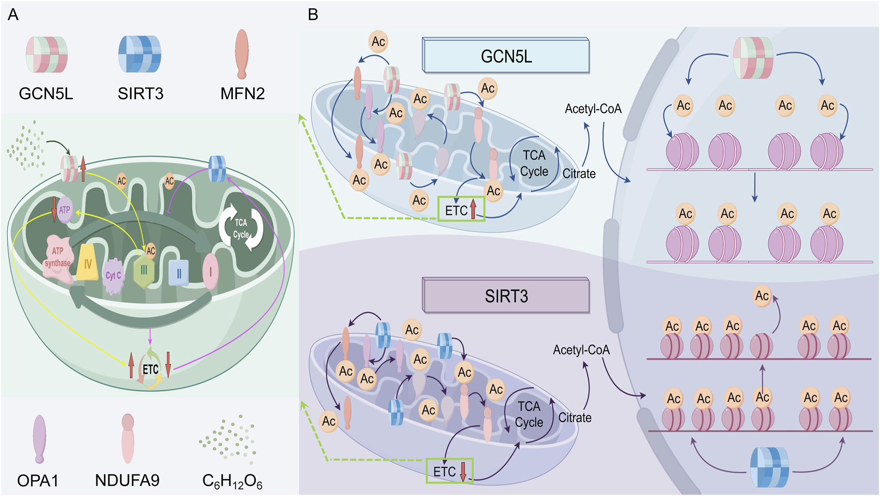 Diagram illustrating mitochondrial processes involving GCN5L, SIRT3, and MFN2. Panel A shows the electron transport chain with labeled complexes and ATP production. Panel B compares the effects of GCN5L and SIRT3 on acetylation and mitochondrial function. Arrows indicate pathways, with acetyl-CoA and citrate involvement.