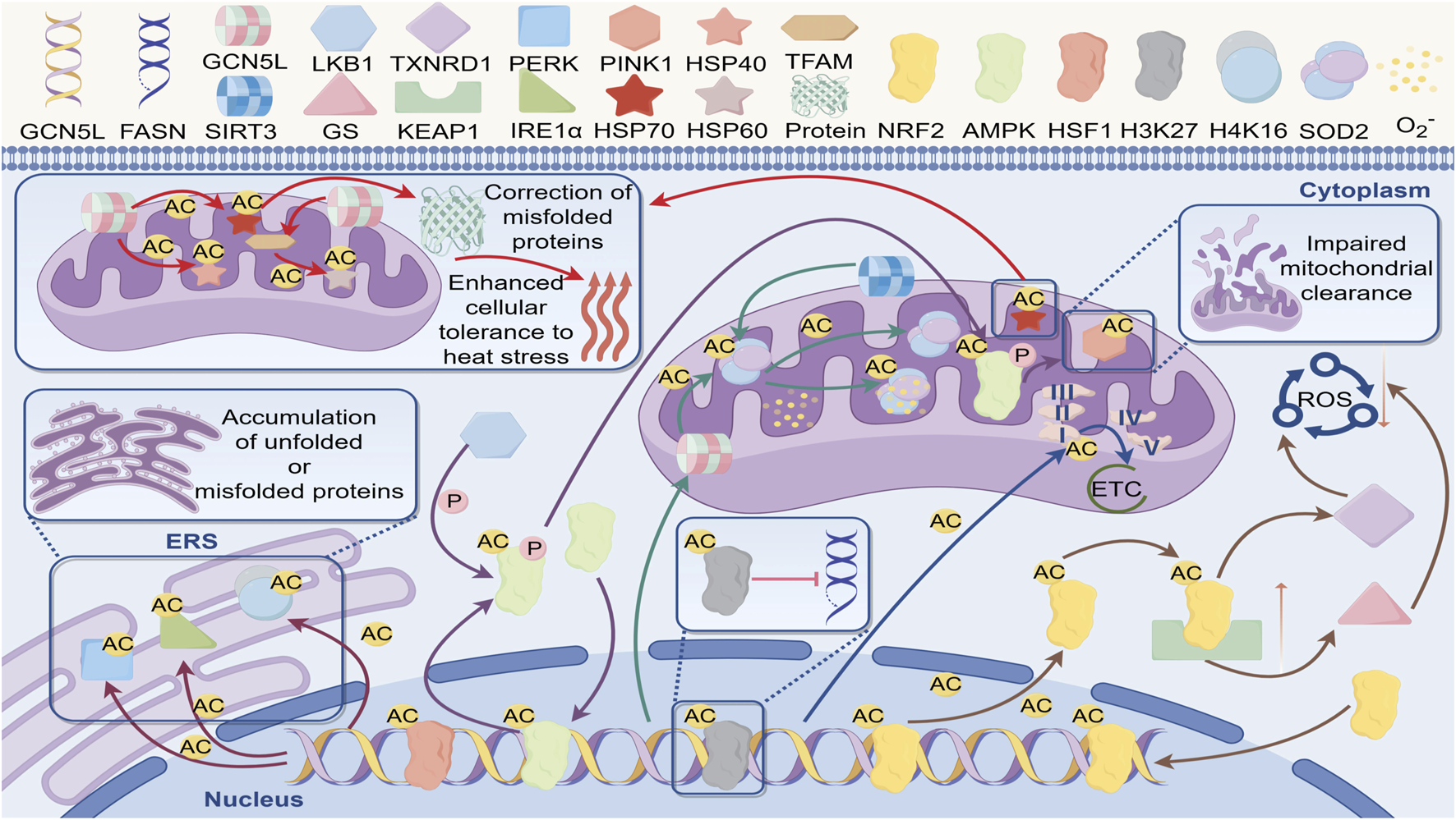 Diagram illustrating the cellular process of protein folding and stress response. Identifies various proteins and their interactions within the cytoplasm and nucleus. Details pathways for correcting misfolded proteins and cellular stress tolerance, with mitochondria and endoplasmic reticulum involvement. Highlights impaired mitochondrial clearance, accumulation of misfolded proteins, and pathways for reactive oxygen species (ROS) mitigation.