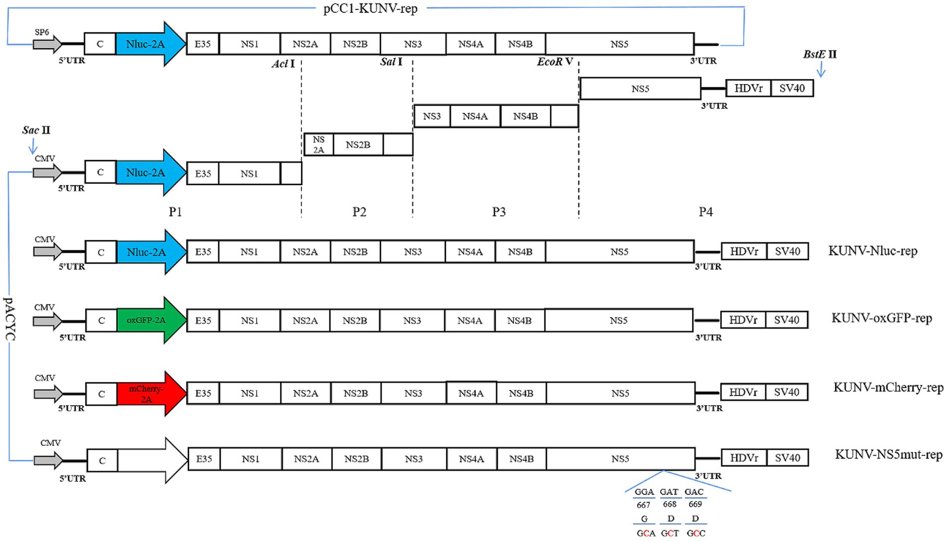 Diagram depicting the construction of KUNV replicons with various reporter genes. The image shows four plasmid constructs with distinct reporters: Nluc-2A, oxGFP-2A, mCherry-2A, and a mutant. Each construct is labeled, illustrating the sequential arrangement of viral genes: C, E35, NS1, NS2A, NS2B, NS3, NS4A, NS4B, NS5, followed by HDVr and SV40 at the 3’UTR. Enzyme sites Sac II, Accl, Sal I, and EcoR V indicate cleavage points, with annotations P1 to P4 marking replication phases.