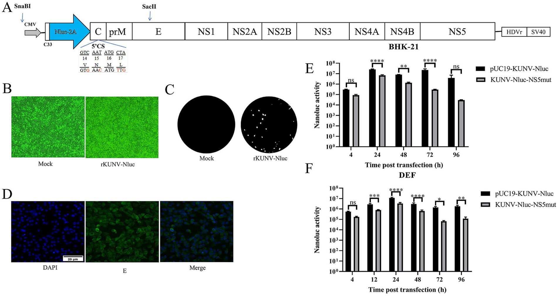 Diagram A illustrates the structure of a viral plasmid containing Nanoluciferase. Panel B shows fluorescent images of cells with and without rKUNV-Nluc expression. Panel C displays luminescent spots corresponding to viral activity. Panel D includes images of cells stained with DAPI and E protein, along with a merged image. Panels E and F present bar graphs comparing Nanoluc activity over time post-transfection, highlighting significant differences in activity levels between pUC19-KUNV-Nluc and KUNV-Nluc-NS5mut at various time points.