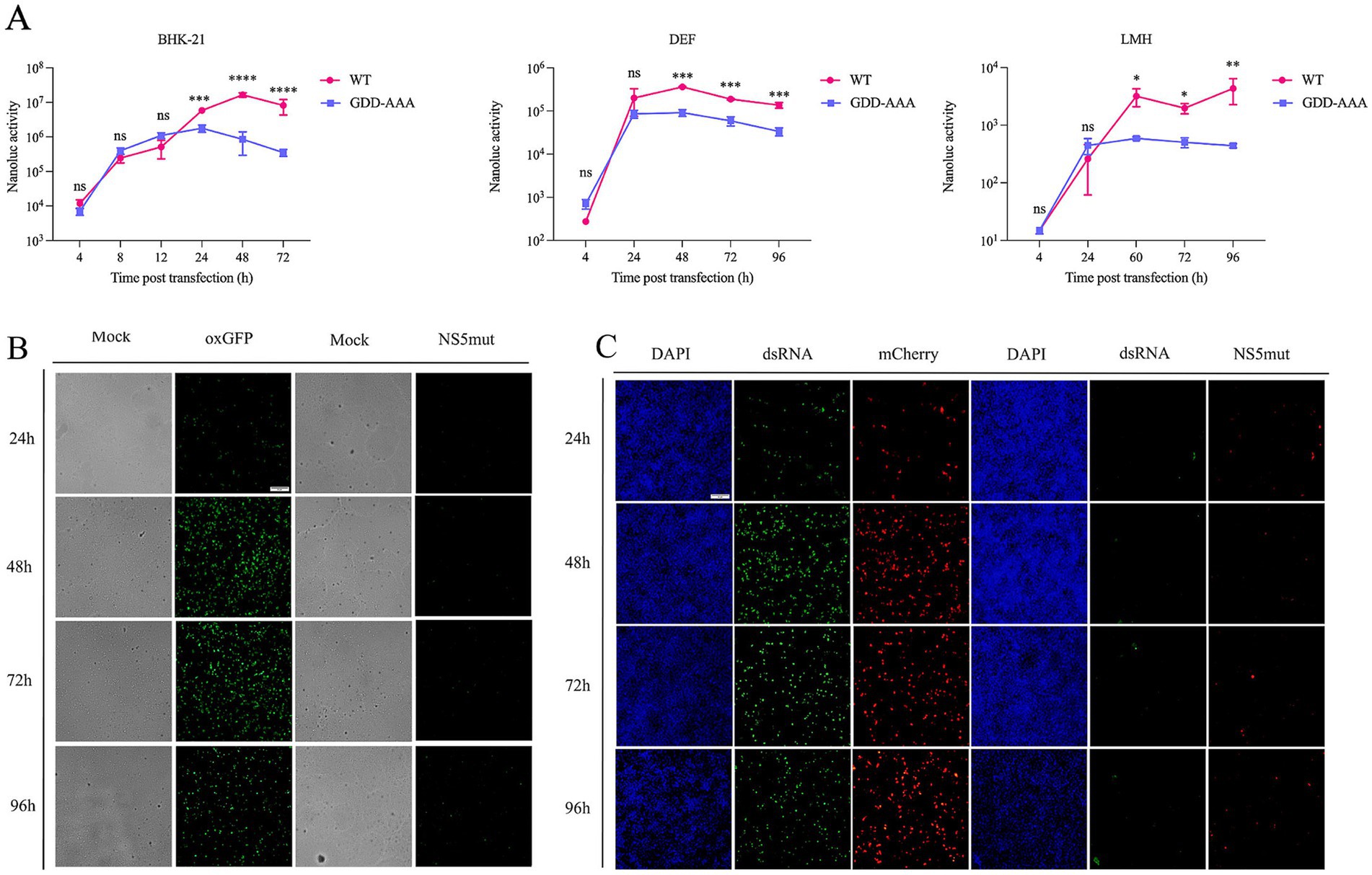 Panel A shows line graphs comparing nanoluc activity in BHK-21, DEF, and LMH cells over time post-transfection, with wild-type (WT) and GDD-AAA variants. Panel B displays microscopy images of cell cultures under different conditions (Mock, oxGFP, NS5mut) at 24, 48, 72, and 96 hours. Panel C contains fluorescence images showing DAPI, dsRNA, and mCherry staining at the same time intervals. Statistical significance is indicated on the graphs in panel A.