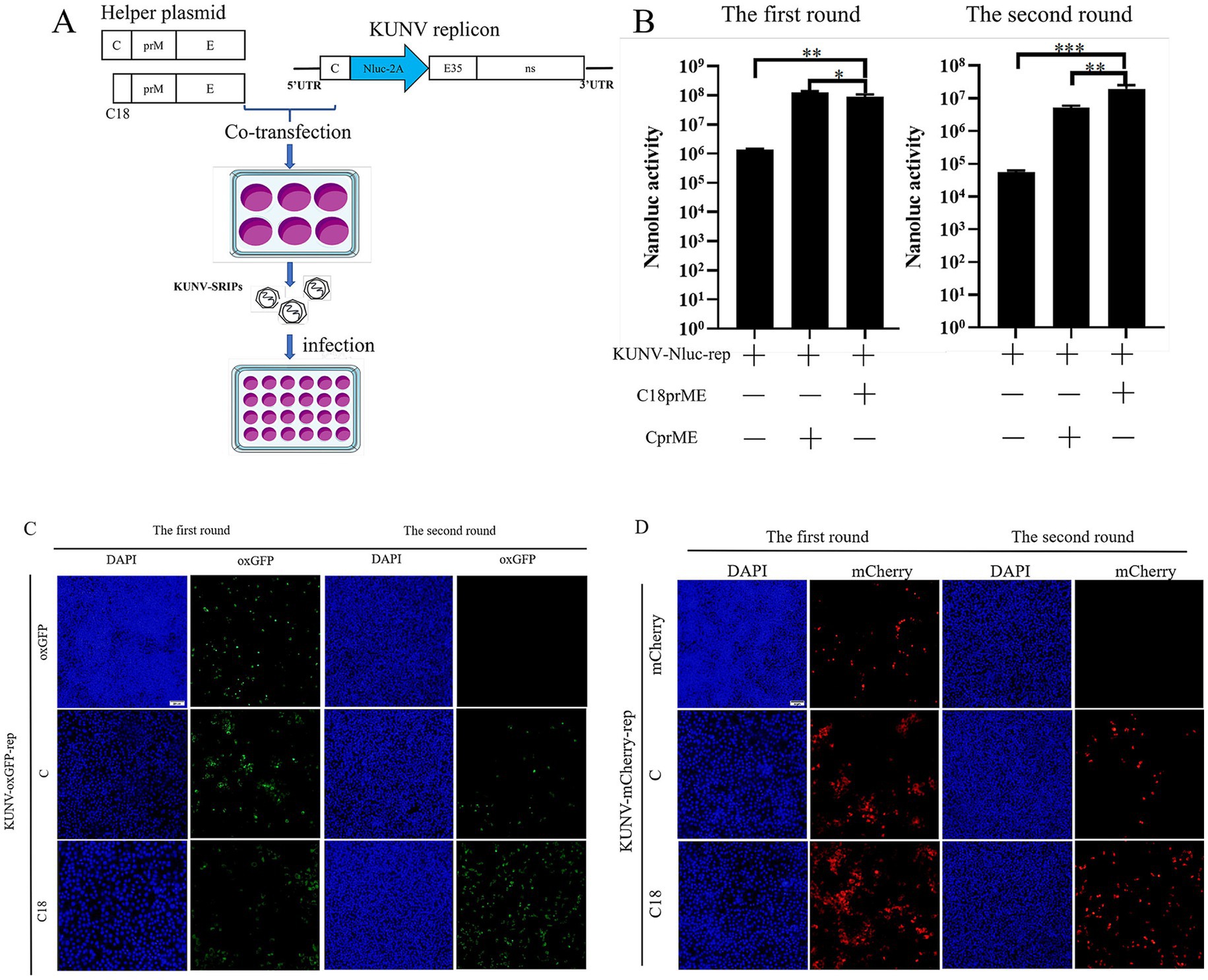 Diagram illustrating an experiment involving KUNV replicons. Panel A shows co-transfection and infection process with plasmid and replicon. Panel B presents bar graphs comparing nanoluciferase activity in two rounds, with significant differences marked by asterisks. Panels C and D display fluorescence microscopy images across two rounds, showing DAPI-stained nuclei and expression of green oxGFP and red mCherry. Each row compares different sample conditions.