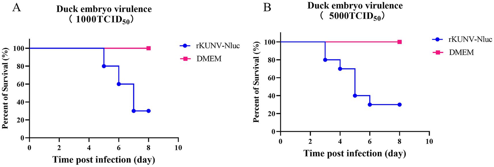 Graphs showing duck embryo survival rates after infection with two different concentrations of rKUNV-Nluc and DMEM control. In panel A (1000 TCIDâ‚…â‚€), survival decreases from day four, with rKUNV-Nluc significantly reducing survival compared to DMEM. In panel B (5000 TCIDâ‚…â‚€), a steeper decline is observed, with a notable drop in survival from day two onwards.