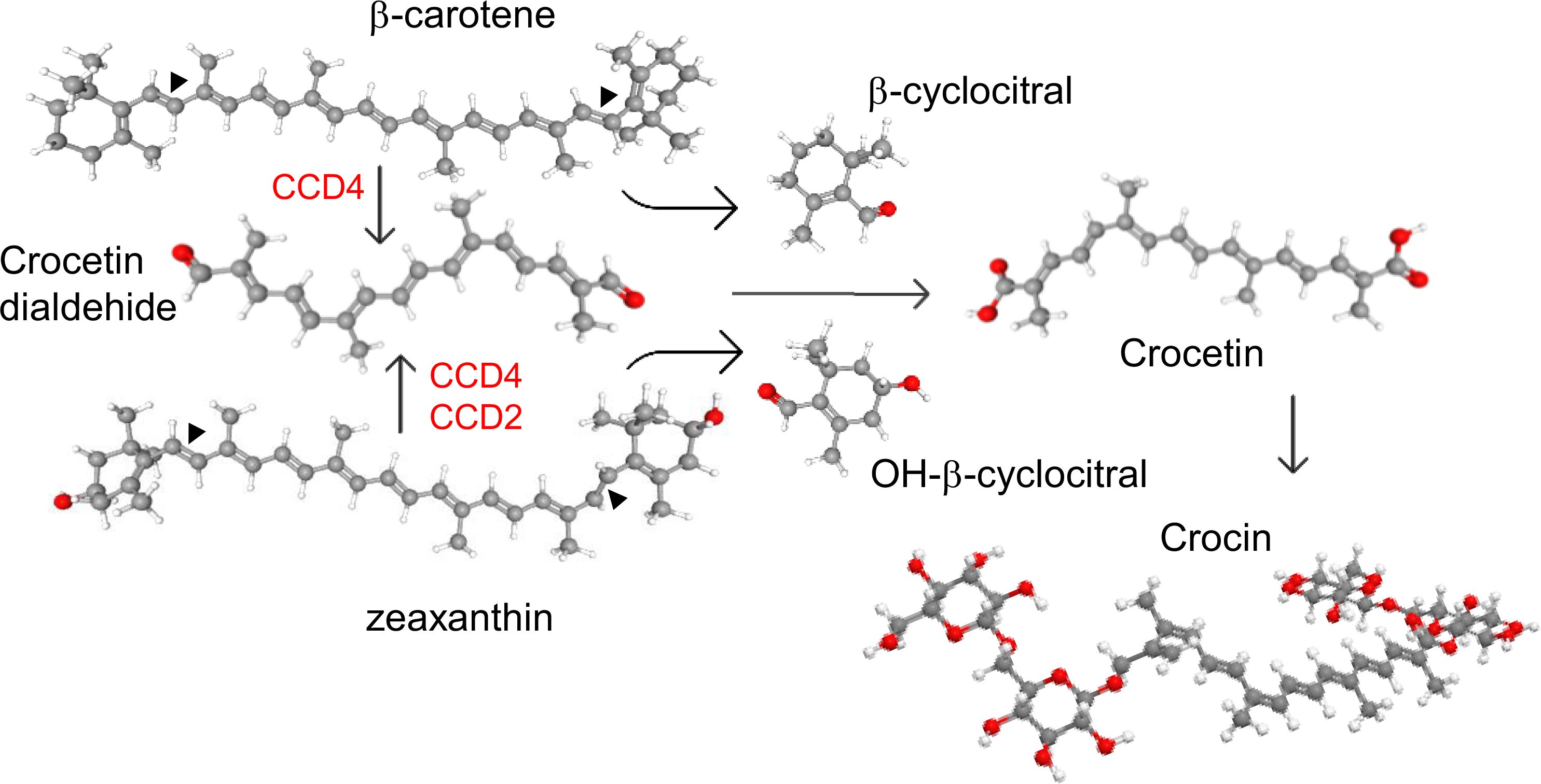 Chemical reaction pathway illustrating the conversion of β-carotene into crocin. β-Carotene undergoes enzymatic reactions involving CCD4 and CCD2, resulting in intermediary products such as crocetin dialdehyde, zeaxanthin, β-cyclocitral, OH-β-cyclocitral, and crocetin, leading to the production of crocin. Molecular structures and directional arrows depict each transformation step.